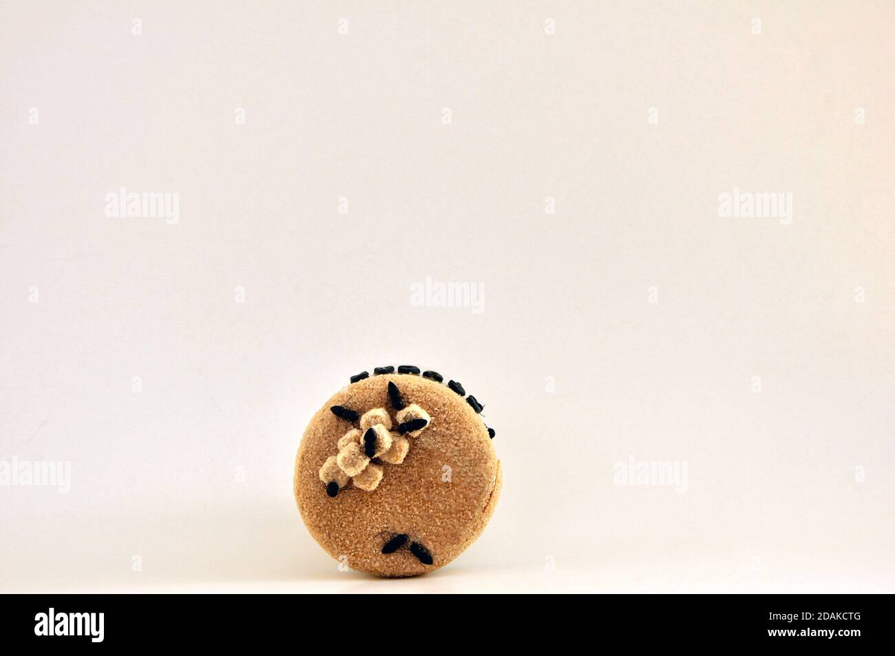 Glas. Zuckerdose mit imitierten Ameisen aus Keks, von Hand, Draufsicht auf weißem Hintergrund, Kopierraum, Brasilien, Südamerika Stockfoto