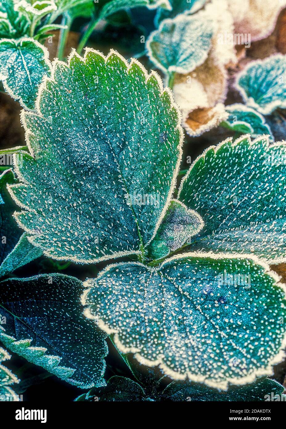 Frostbedeckte Blätter an einem frühen Herbstmorgen Stockfoto