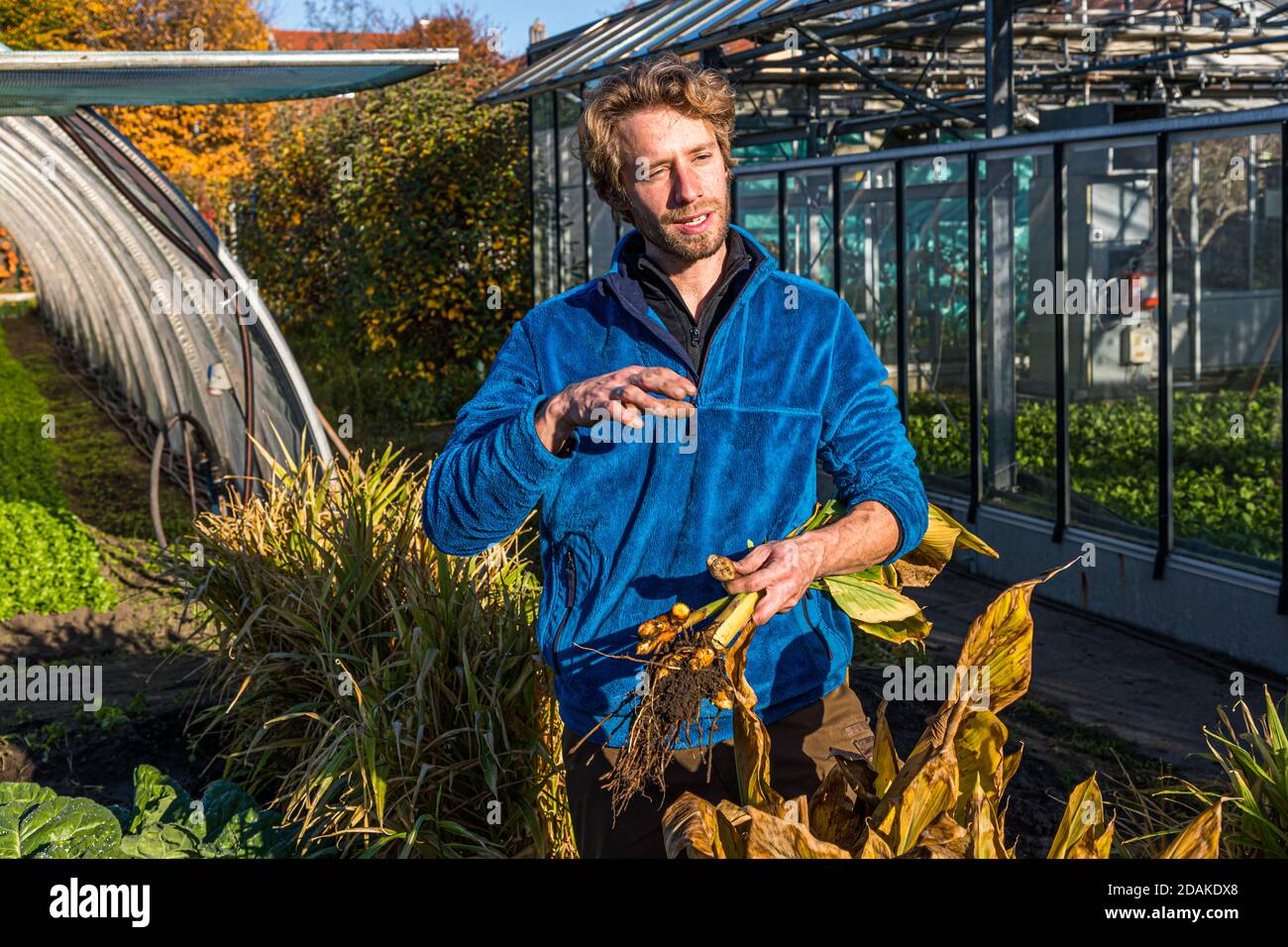 Sebastian Niedermaier ist ein Gärtner der 13th. Generation. Neben dem Anbau von Bio-Gemüse haben er und sein Vater die Erhaltung der alten Bamberger Sorten zur Aufgabe gemacht. Hier hält er frisch geerntete Kurkumenwurzel in der Hand. Der Marktgärtner-Bezirk Bamberg steht seit 1993 auf der UNESCO-Welterbeliste Stockfoto