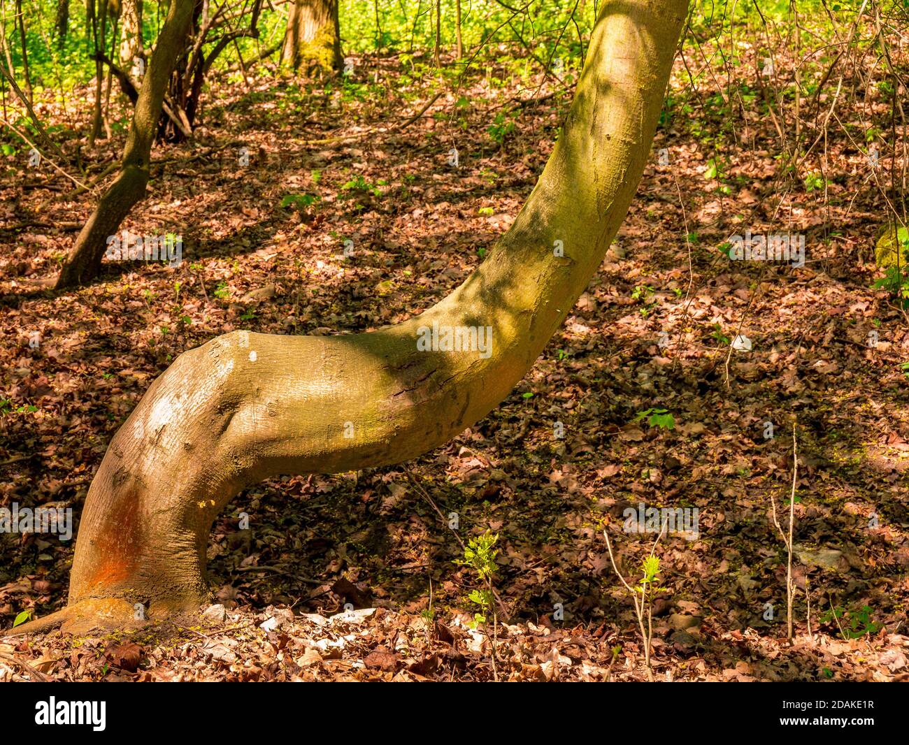 Seltsam krumme Baumstämme im Wald Stockfoto