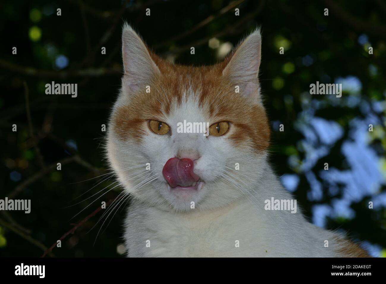 Cat seine Zunge heraus haften Stockfoto
