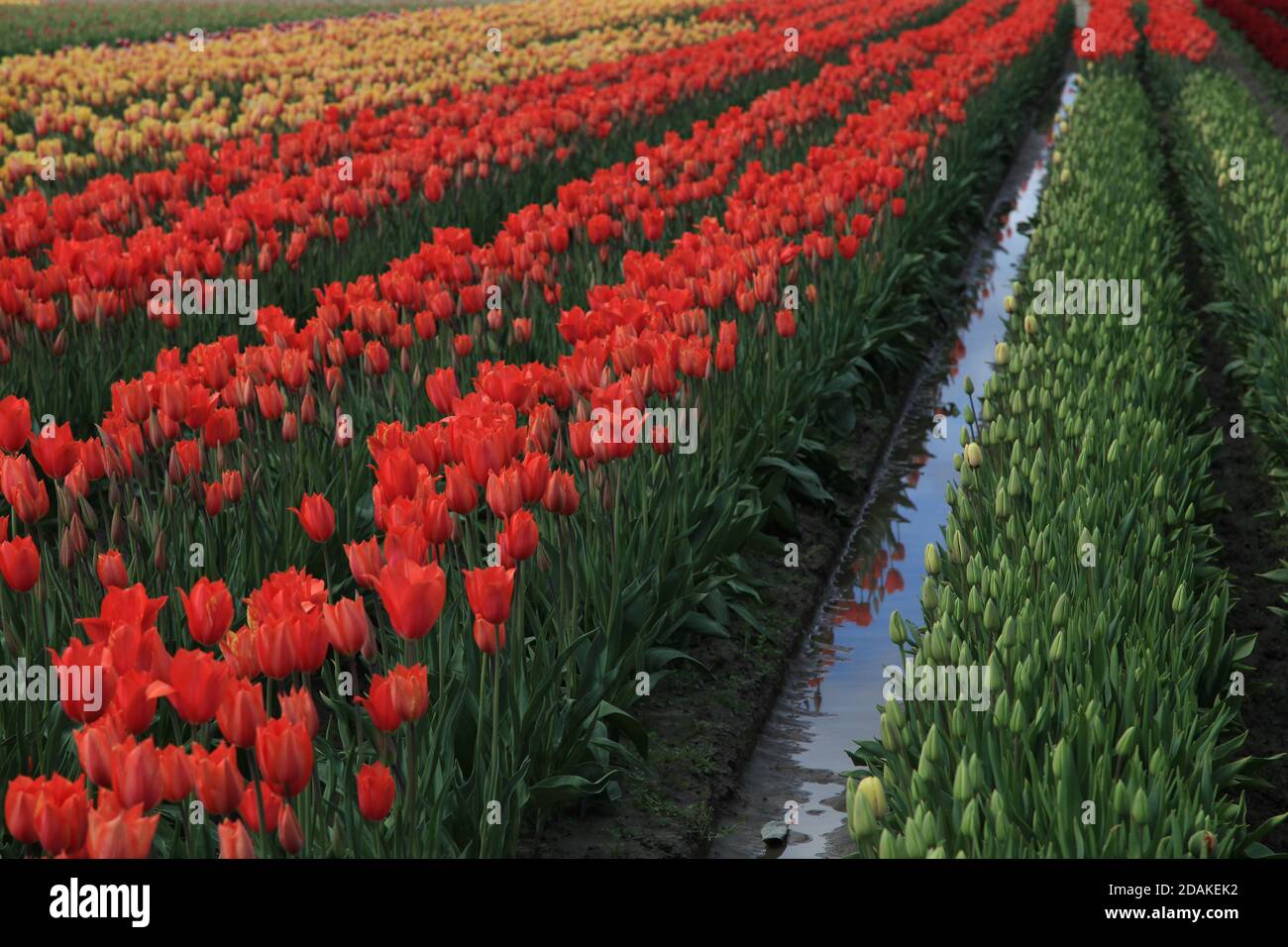 Skagit Valley Tulpen Stockfoto