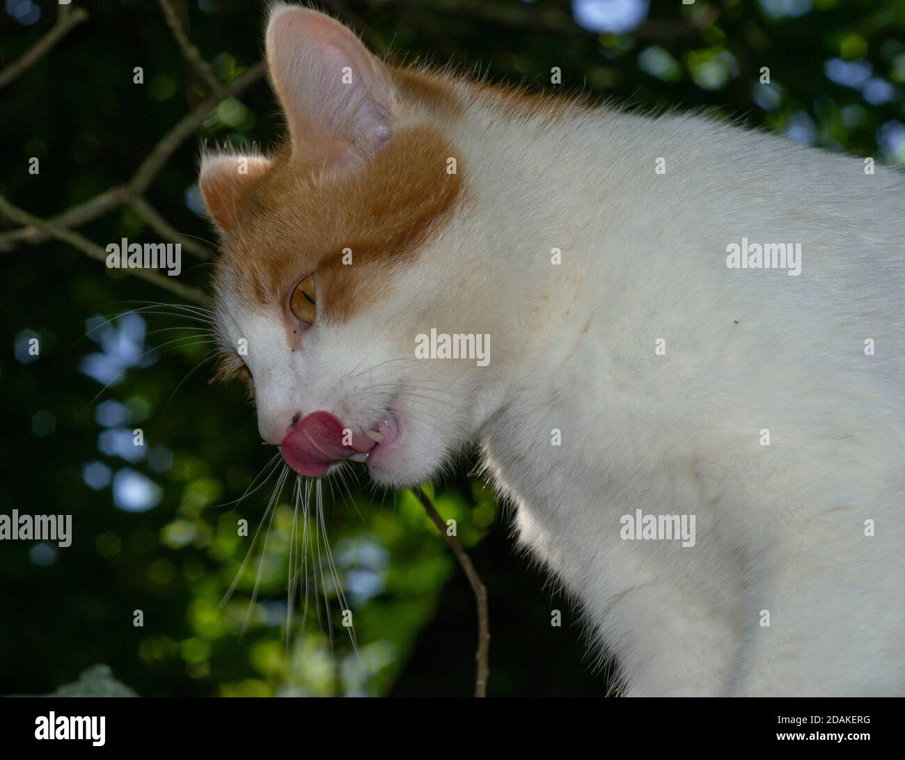 Cat seine Zunge heraus haften Stockfoto