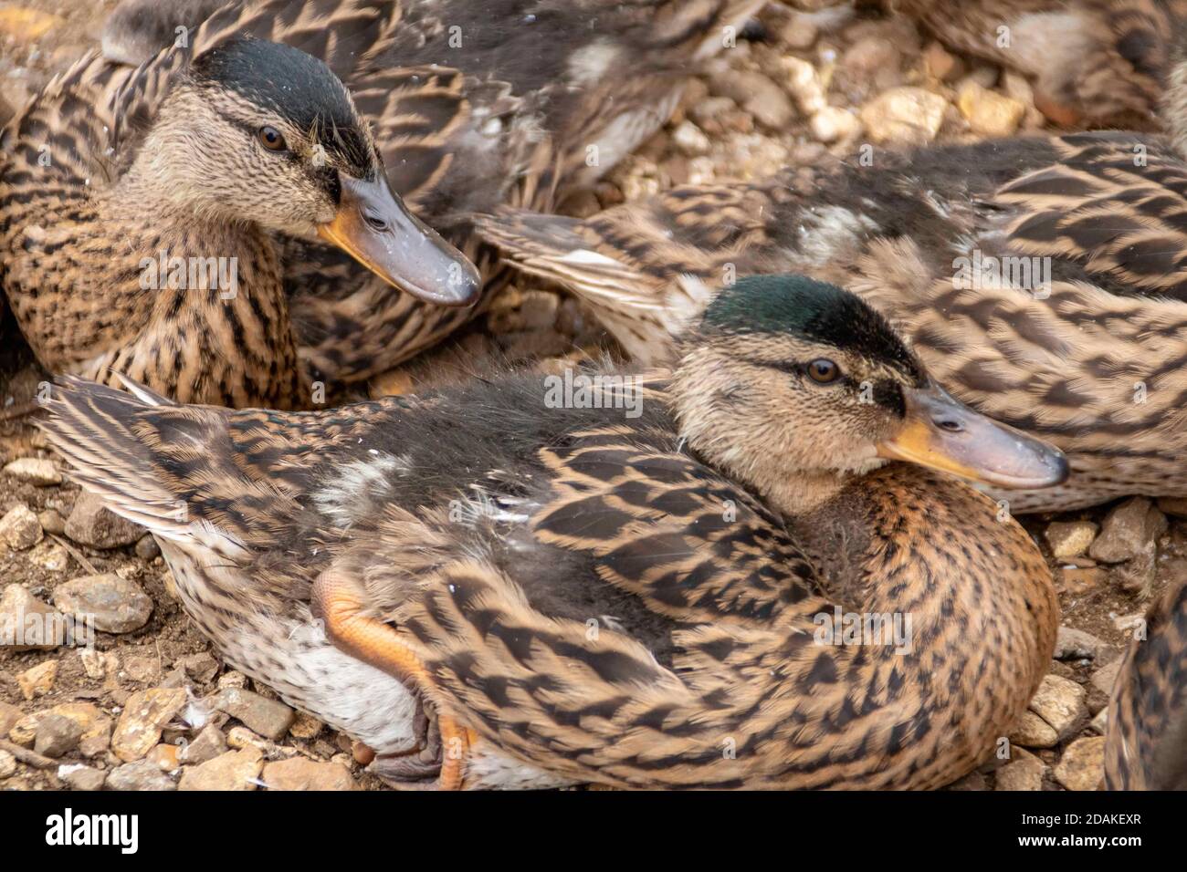 Schöne junge Enten sitzen zusammen Stockfoto