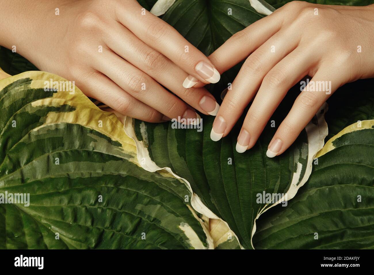 Schöne weibliche Palmen mit perfekten Französisch Maniküre auf grünen Blättern Hintergrund. Natürliche Kosmetik für die Handpflege. Leichte Nägel Polieren, Sauber Weiche Haut. Stockfoto