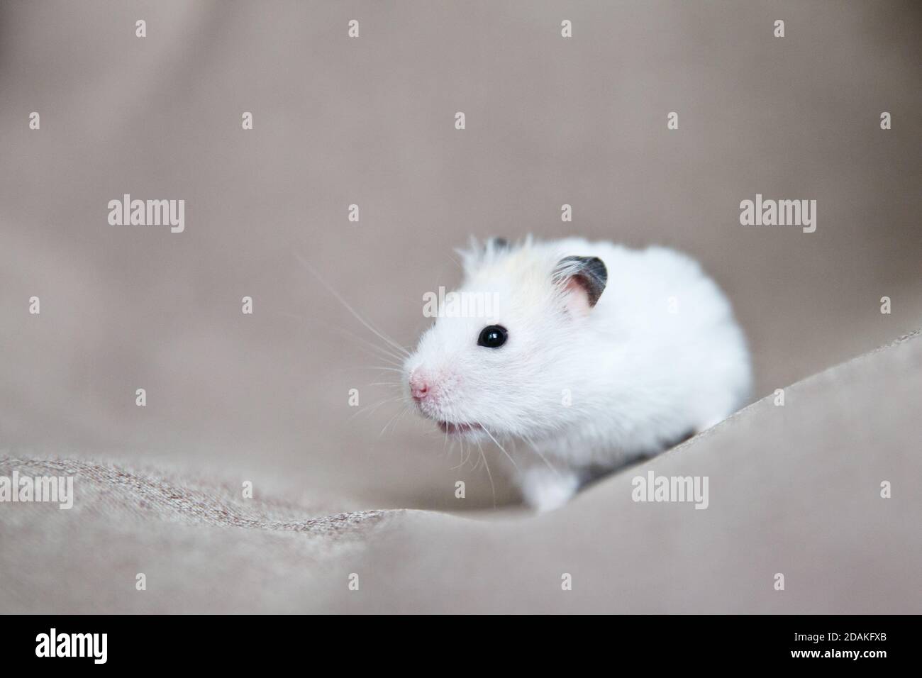 Weißer Hamster mit rosa Pfoten und schwarzen Augen. Nahaufnahme des heimischen Hamsters. Stockfoto