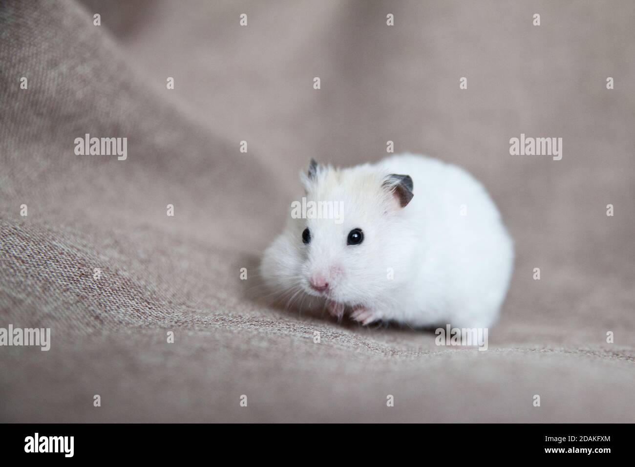 Weißer Hamster mit rosa Pfoten und schwarzen Augen. Nahaufnahme des heimischen Hamsters. Stockfoto
