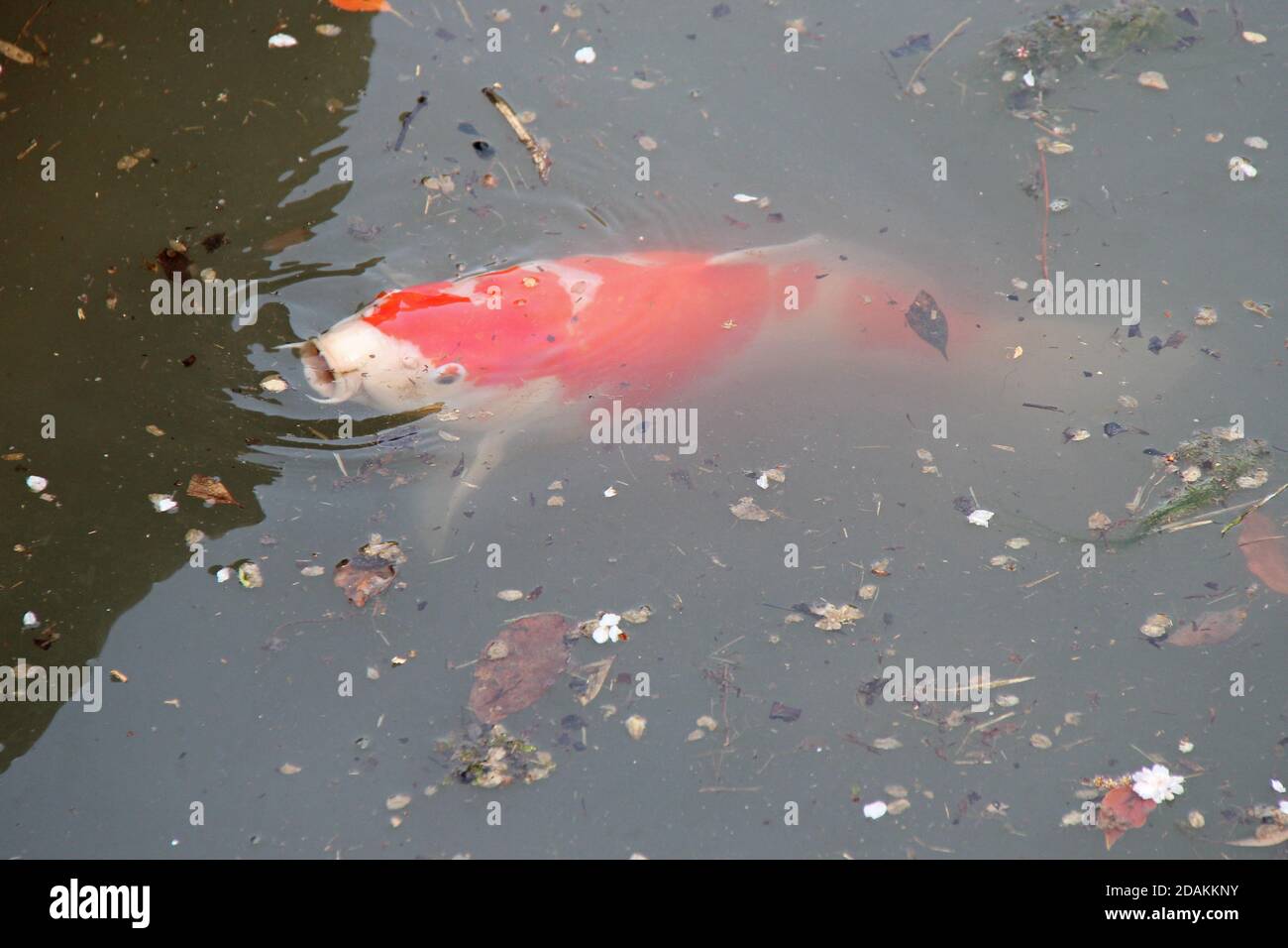 koi-Karpfen in einem Kanal in okayama (japan) Stockfoto