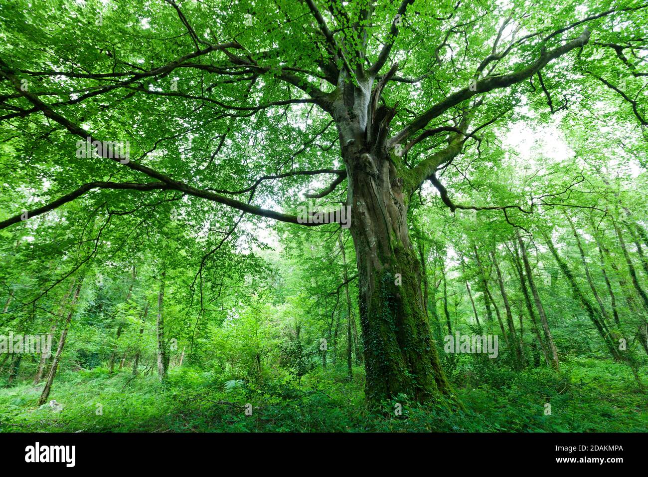 Alte Buche in einem grünen Wald im Sommer. Cotentin Peninsula Normandie, Frankreich Europa Stockfoto