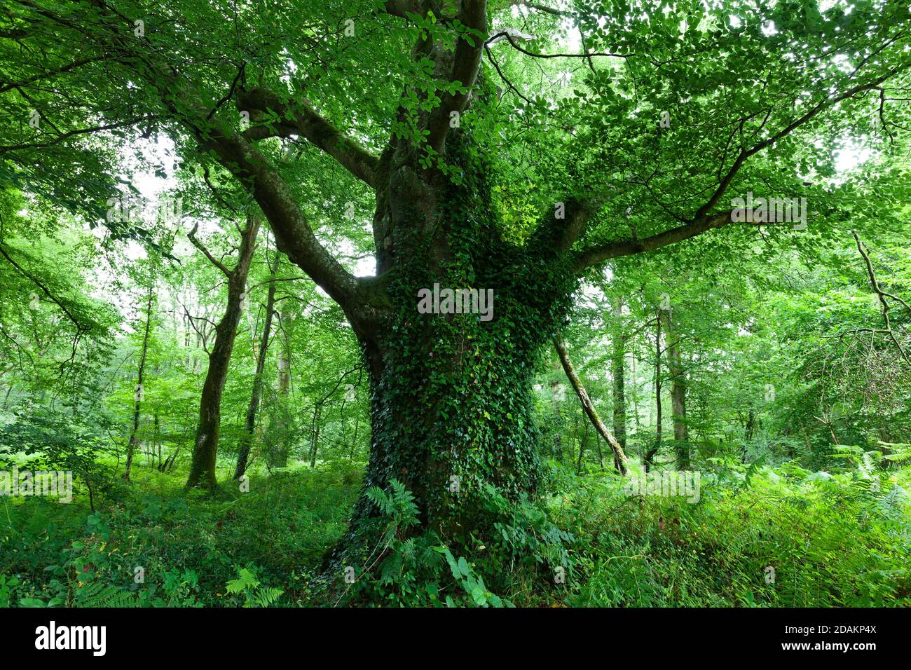 Alte Buche in einem grünen Wald im Sommer. Cotentin Peninsula Normandie, Frankreich Europa Stockfoto