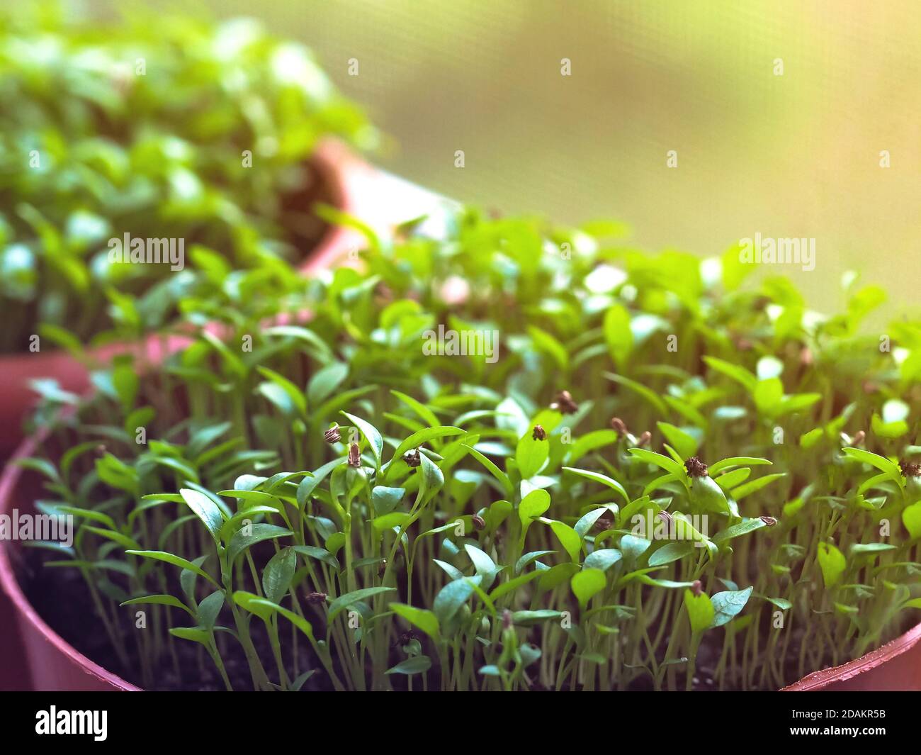 Ein kleiner Sproß in einem Torftopf. Keimung der Samen im Frühjahr. Stockfoto