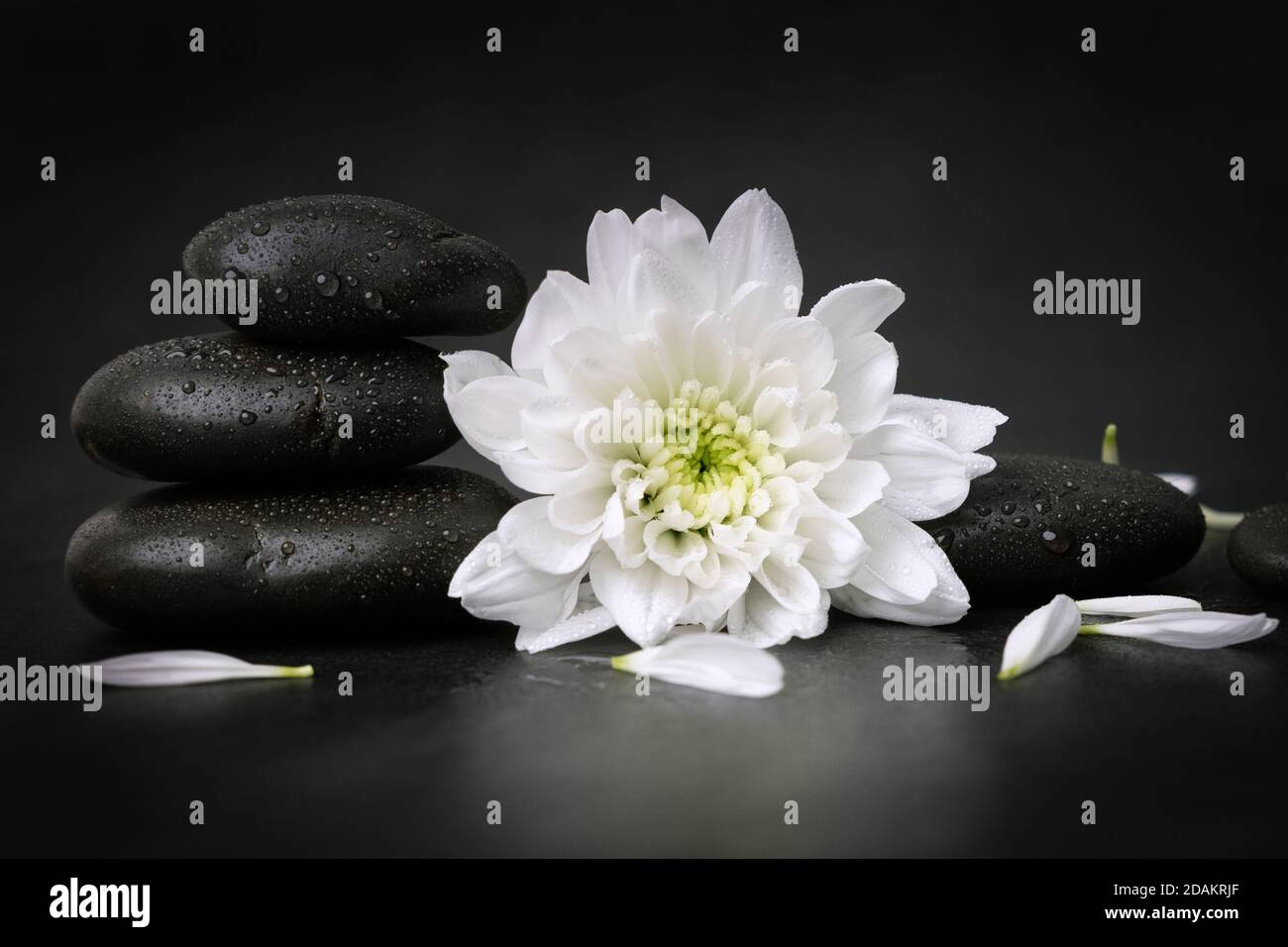 Schwarze Spa-Steine mit weißen Blüten und Blütenblättern auf dunkel Hintergrund Stockfoto
