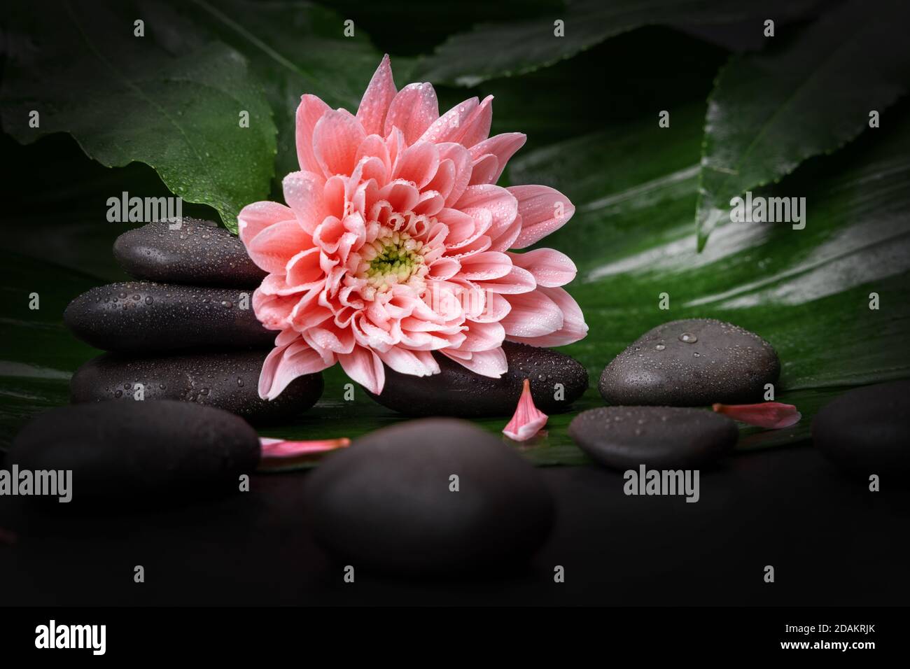 Spa Massage Steine mit rosa Blume auf grünem Blatt. Beauty-Behandlung Konzept Stockfoto