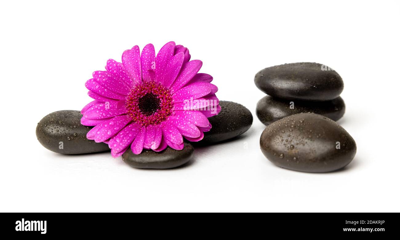 Spa Massage Steine mit nassen lila Blume isoliert auf weiß Hintergrund Stockfoto