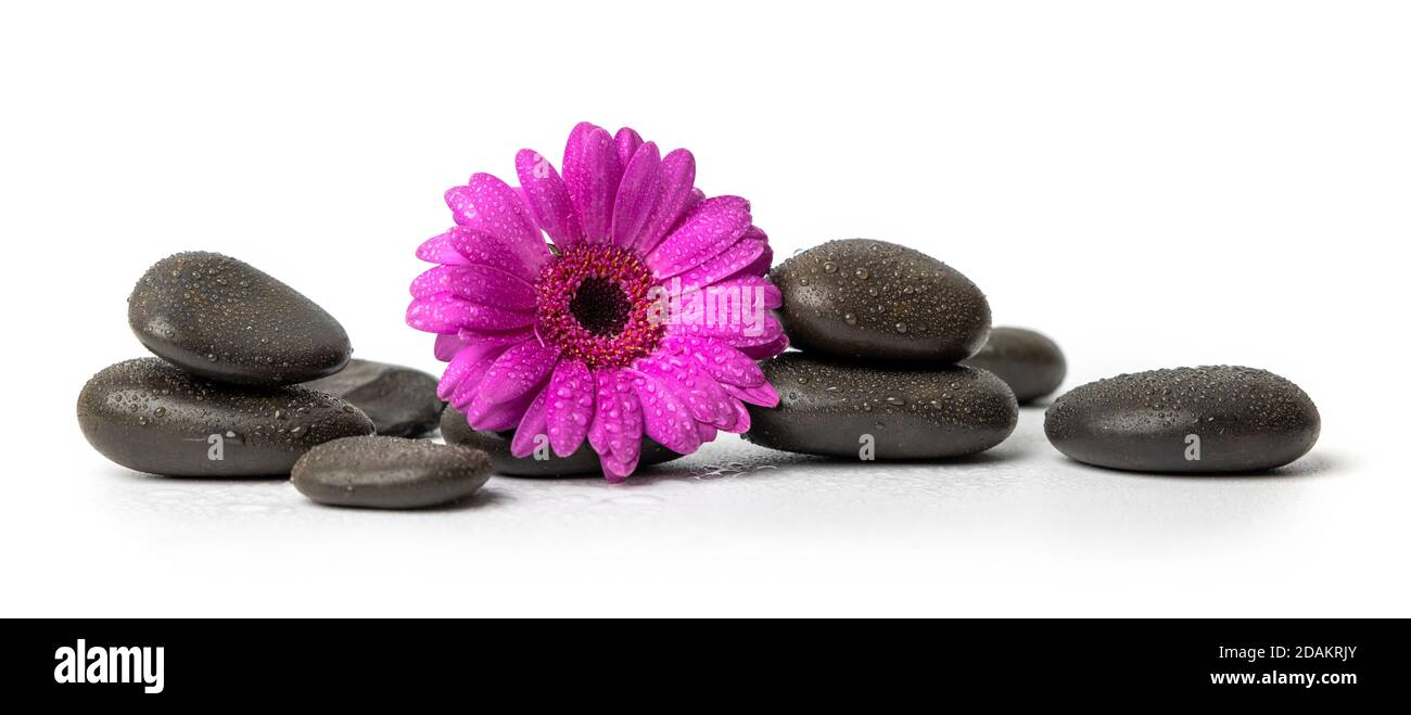 Spa und Wellness - schwarze nasse Massagesteine mit lila Blume isoliert auf weißem Hintergrund Stockfoto