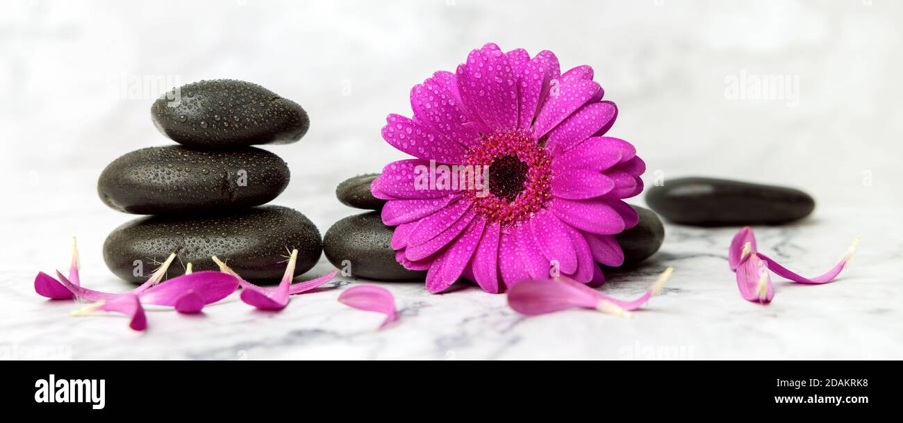 Wet Spa Steine und lila Blume mit Blütenblättern auf weißem Marmor Hintergrund. Banner Stockfoto