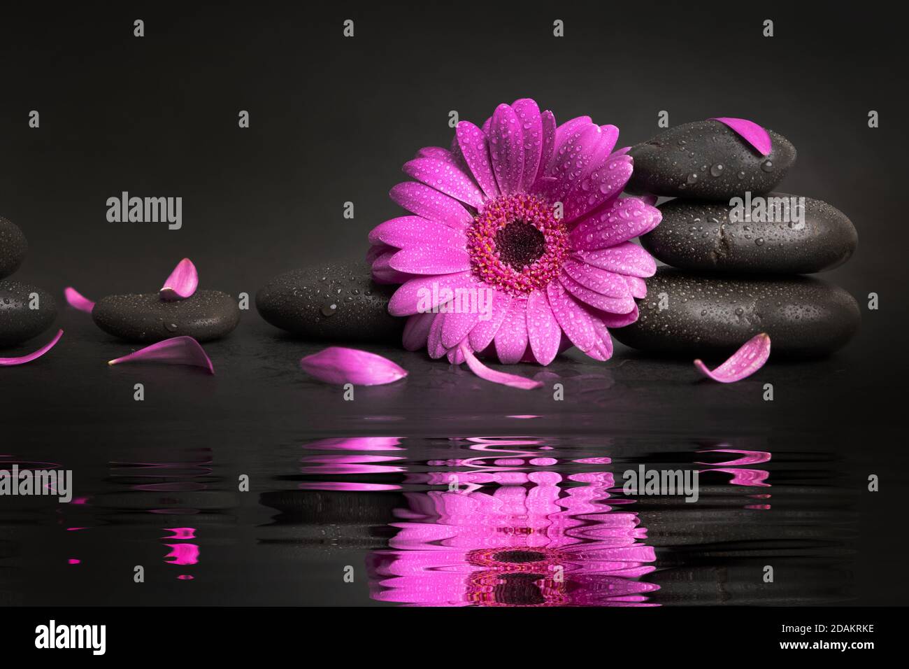 zen-Steine und rosa Blume mit Blütenblättern und Wasserspiegelung auf schwarzem Hintergrund. Spa und Wellness Stockfoto