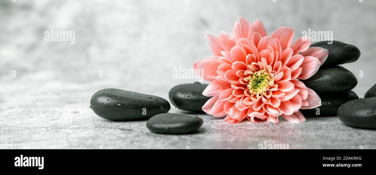 Schwarze Spa-Steine und rosa Blume auf weißem Marmor Hintergrund. Beauty-Behandlung-Konzept. Banner Copy Space Stockfoto