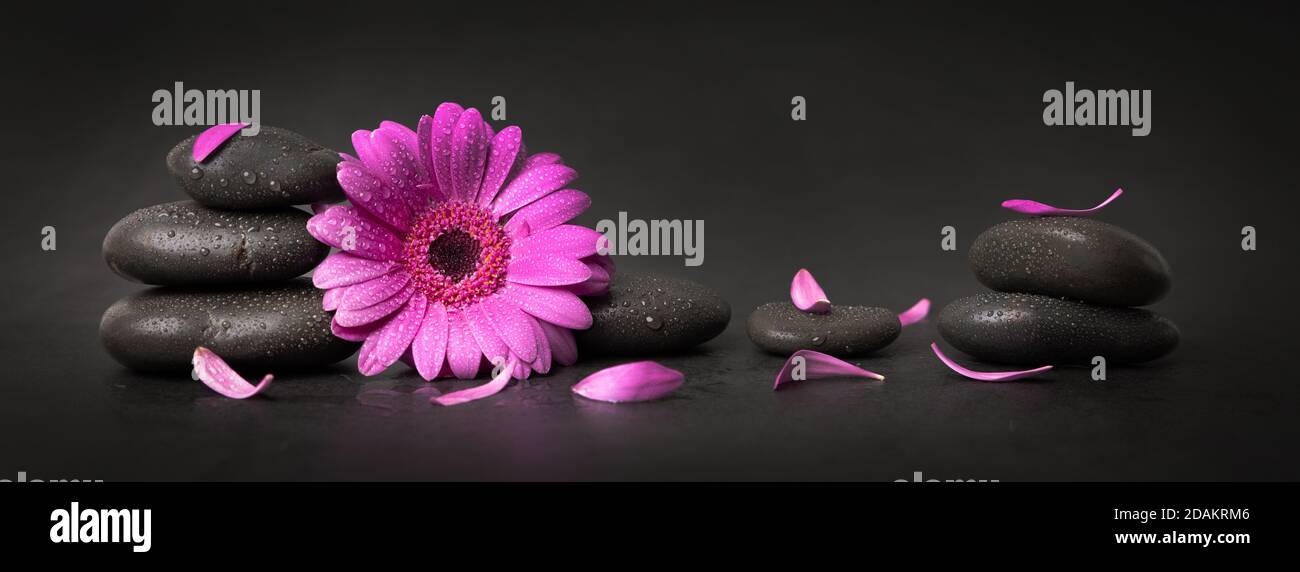 Rosa Blume und Blütenblätter mit Zen-Steinen auf schwarzem Hintergrund. Spa-Banner Stockfoto