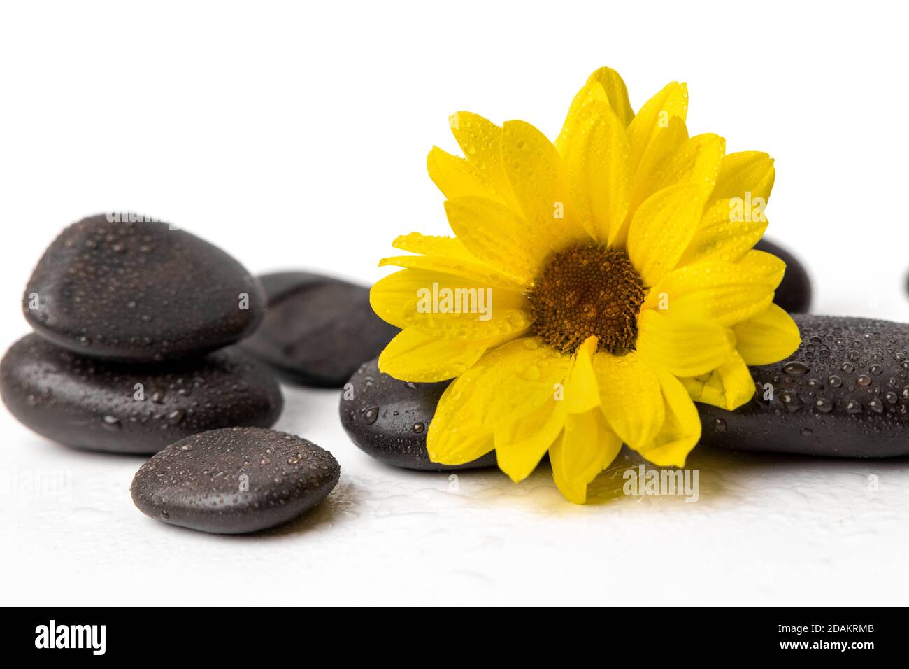 Gelbe Blume mit nassen schwarzen Spa-Steinen auf weißem Hintergrund Stockfoto