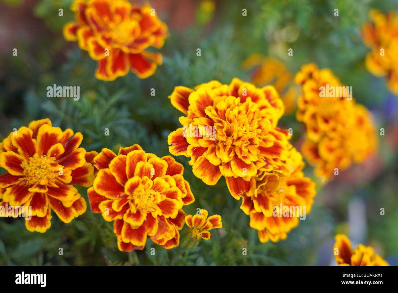 Orangefarbene gelbe Ringelblumenblüten Stockfoto