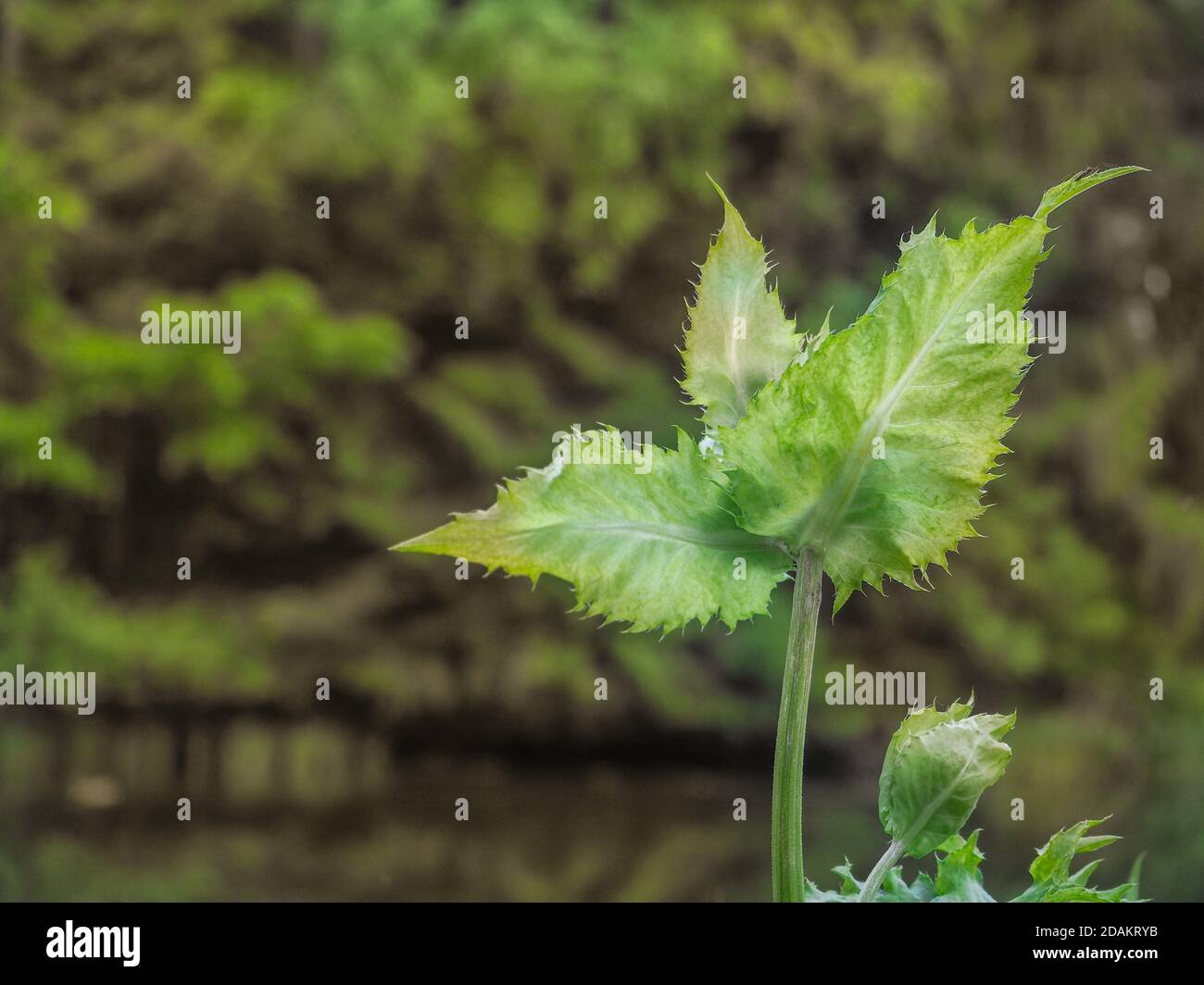 Thistle, Círsium oleráceum. Heilpflanzen und Kräuter. Ungewöhnliche Blätter mit gezackten Kanten Stockfoto