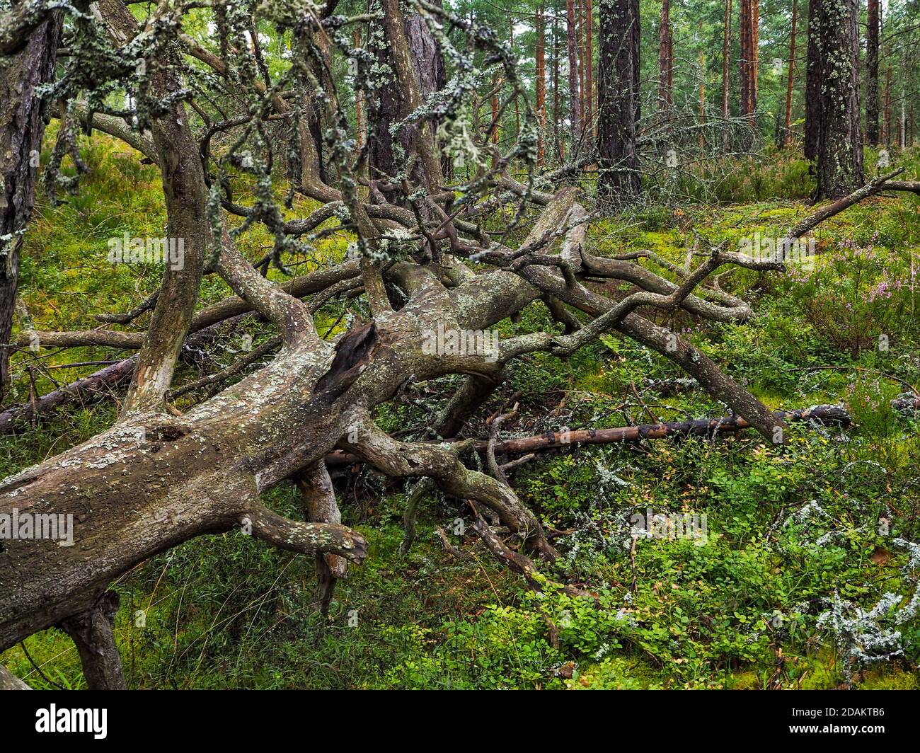 Große gefallene Baumwurzel mit dickem Moos bedeckt. Jungfrau Flora der Wälder. Geheimnisvolle Waldatmosphäre. Mystischer Regenwald. Tief im Wald. Aufgehäufte Lighte Stockfoto
