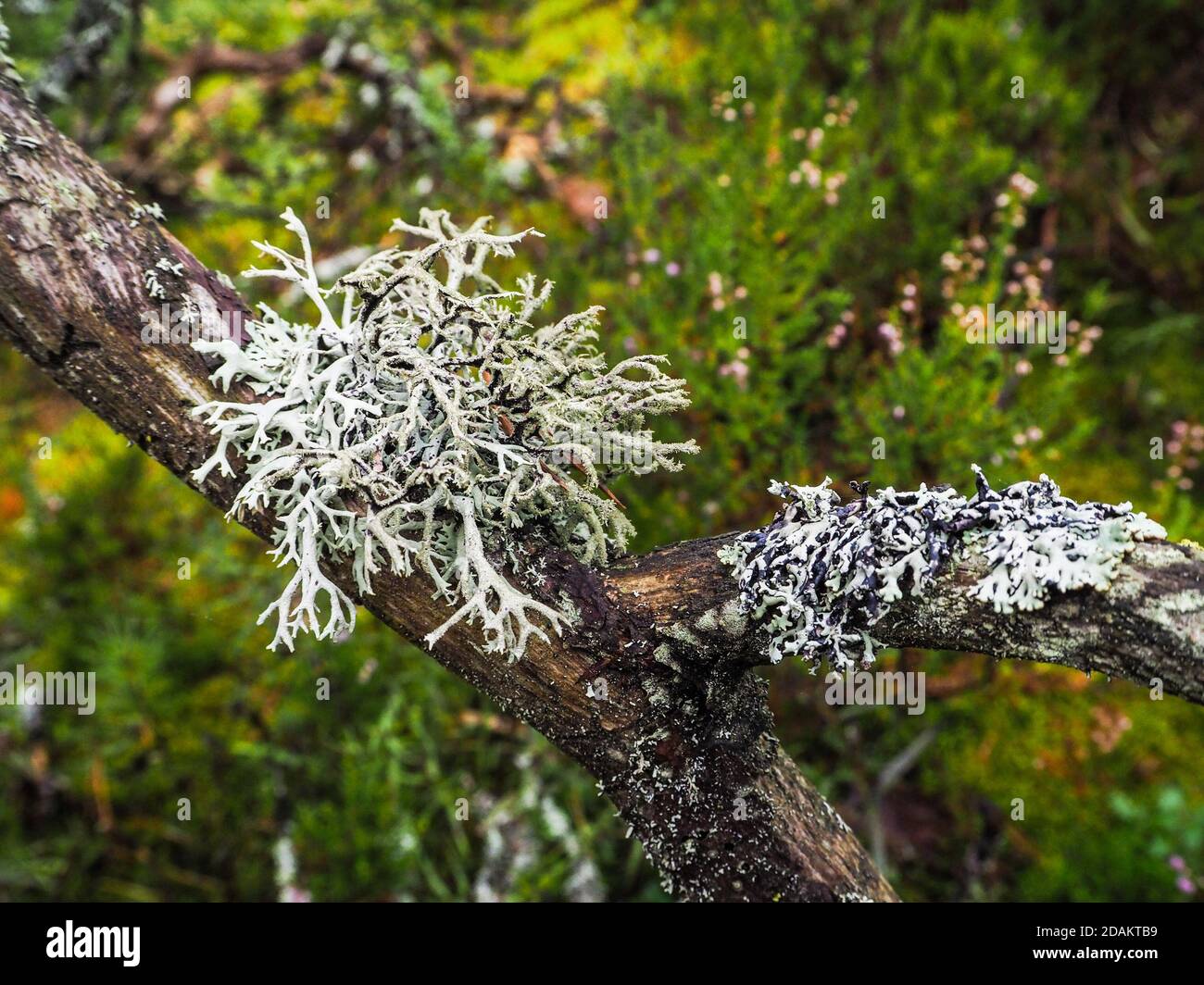Mystischer Regenwald. Tief im Wald. Das alte weiße Moos auf den Bäumen. Stockfoto
