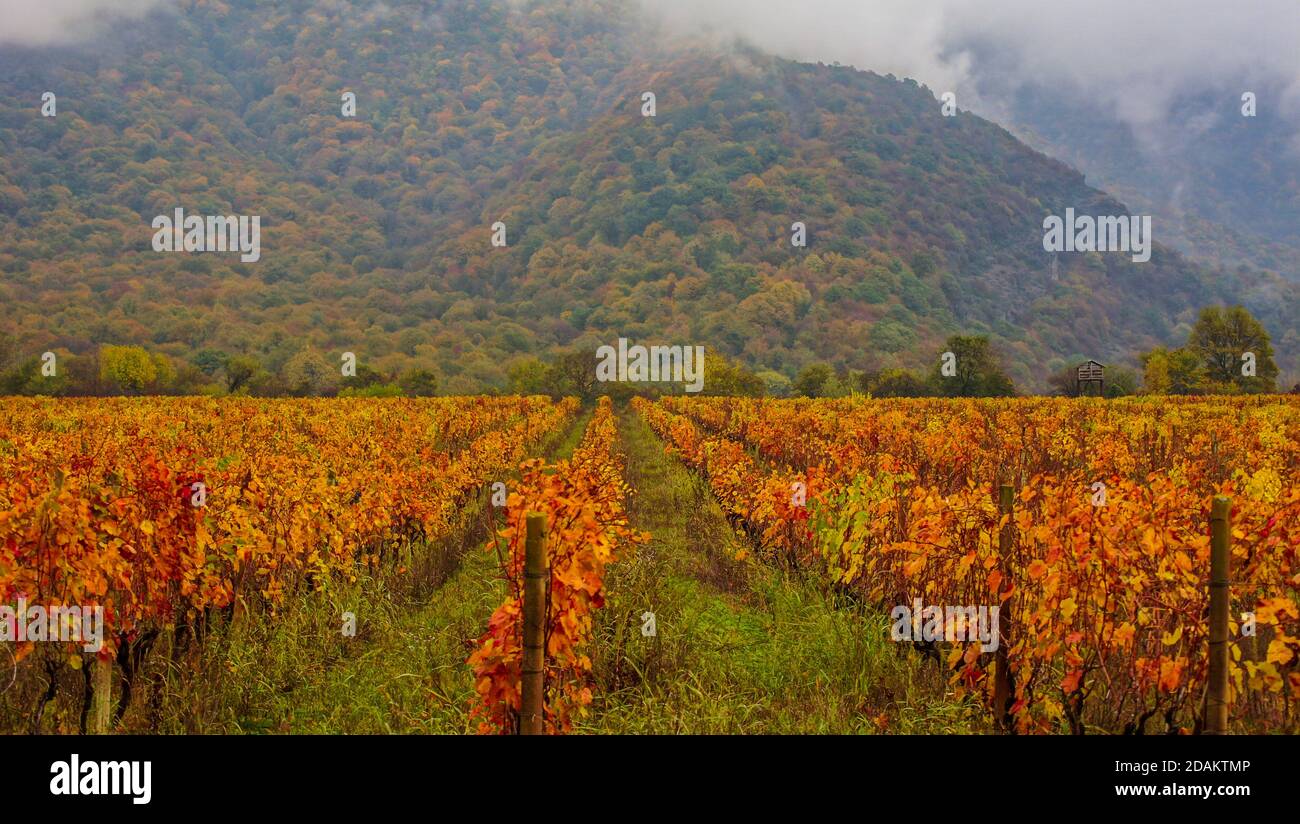 Traubenanpflanzung in Herbstlandschaft in Kachetien, Georgien Stockfoto