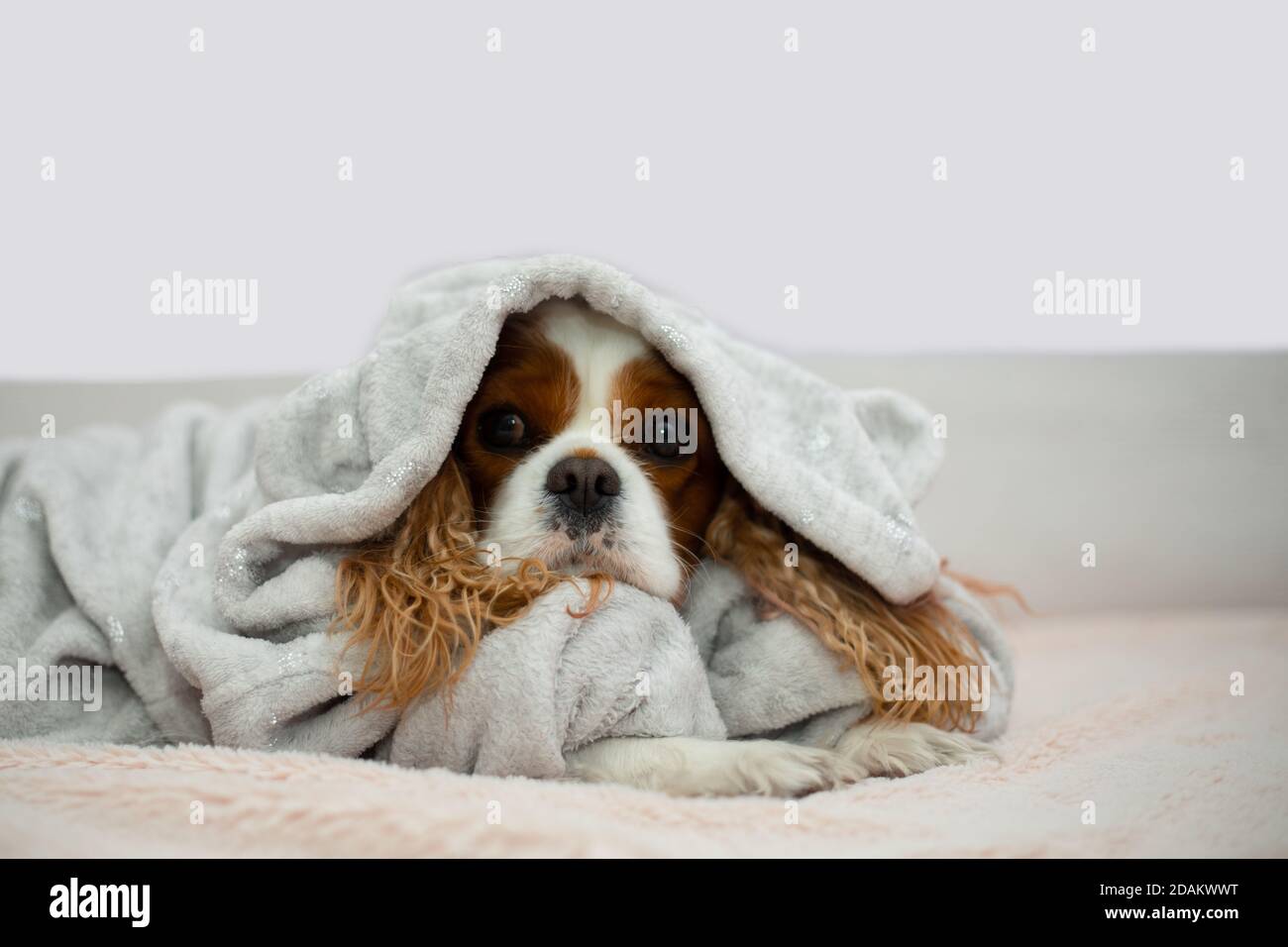 Ein süßer Hund Cavalier King Charles Spaniel mit großen Ohren liegt auf dem Bett auf einer leichten Decke in Kleidung mit Kapuze und freut sich traurig. Hygge-Stimmung Stockfoto