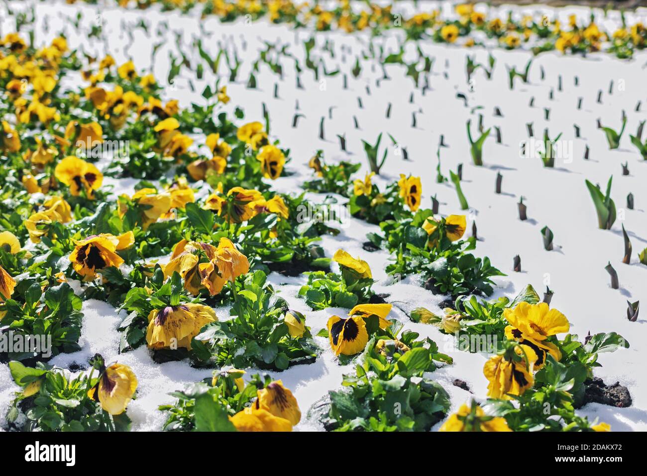 Gelbe hübsche Stiefmütterchen im Schnee an sonnigen Tag Stockfoto