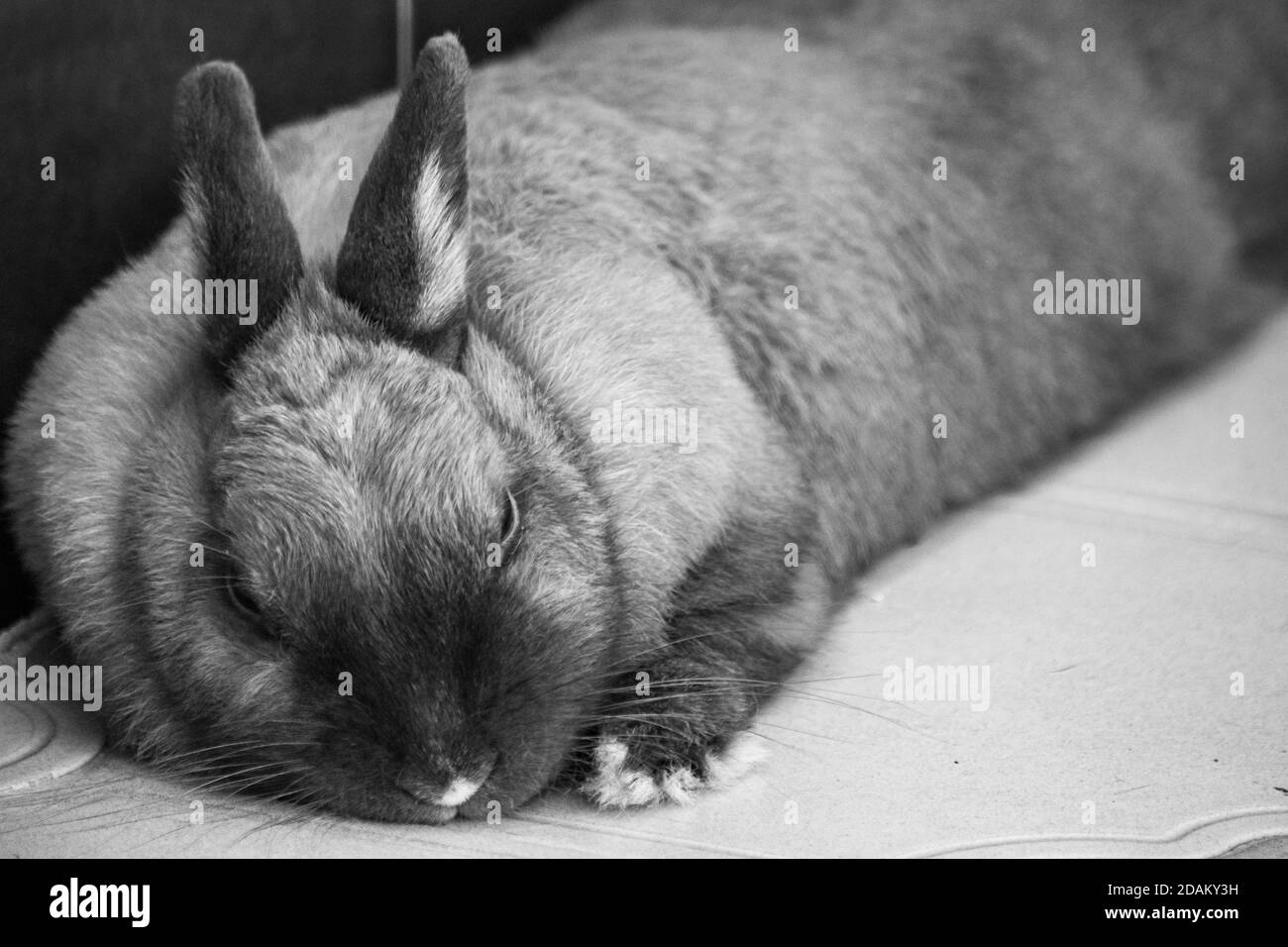 Ein Nahaufnahme Bild von meinem Haustier Hase Kaninchen liegen Unten für eine Pause in schwarz und weiß Stockfoto