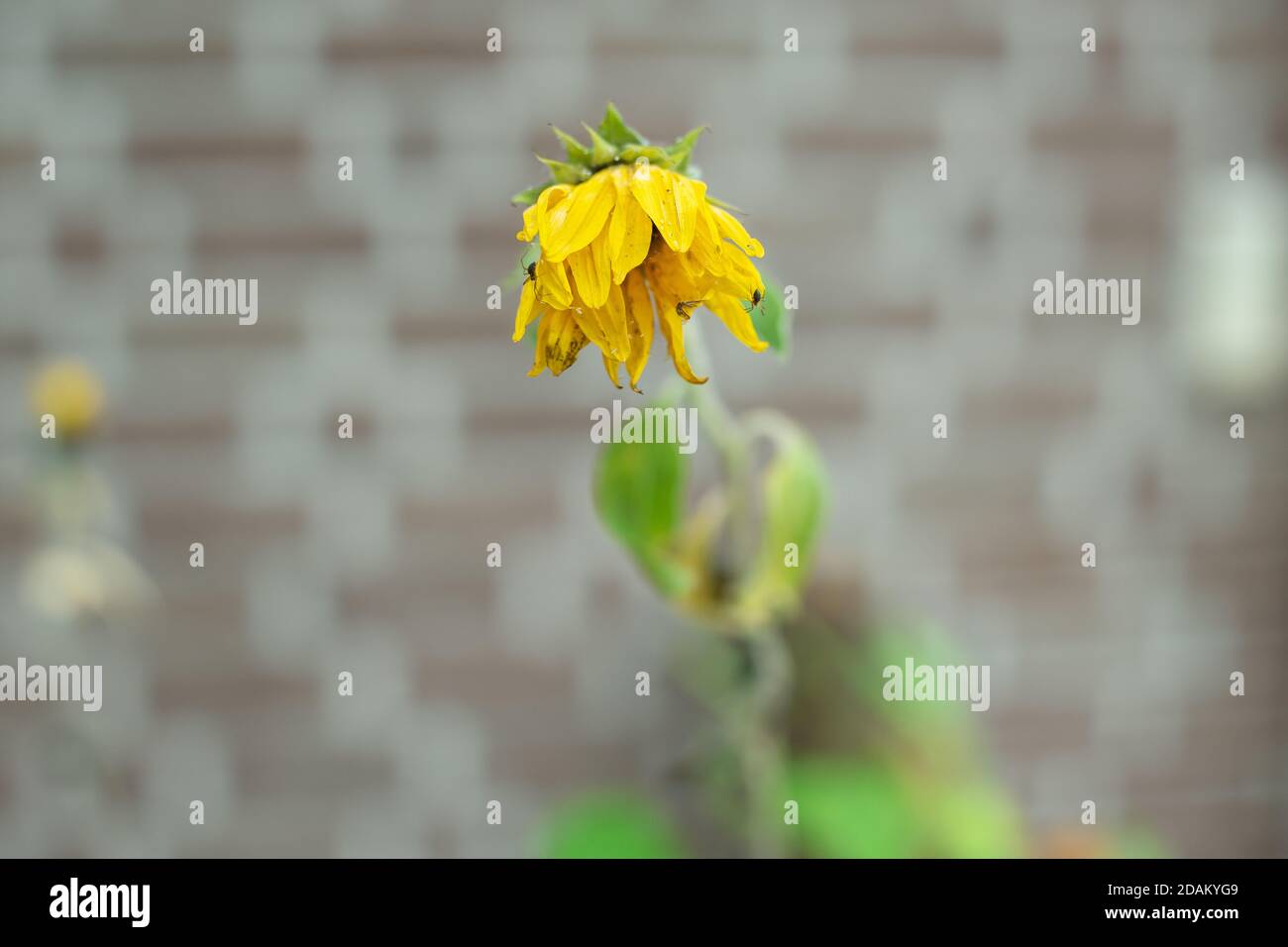 Nahaufnahme einer einzelnen gelben verwelkten Blume in einem Garten Stockfoto