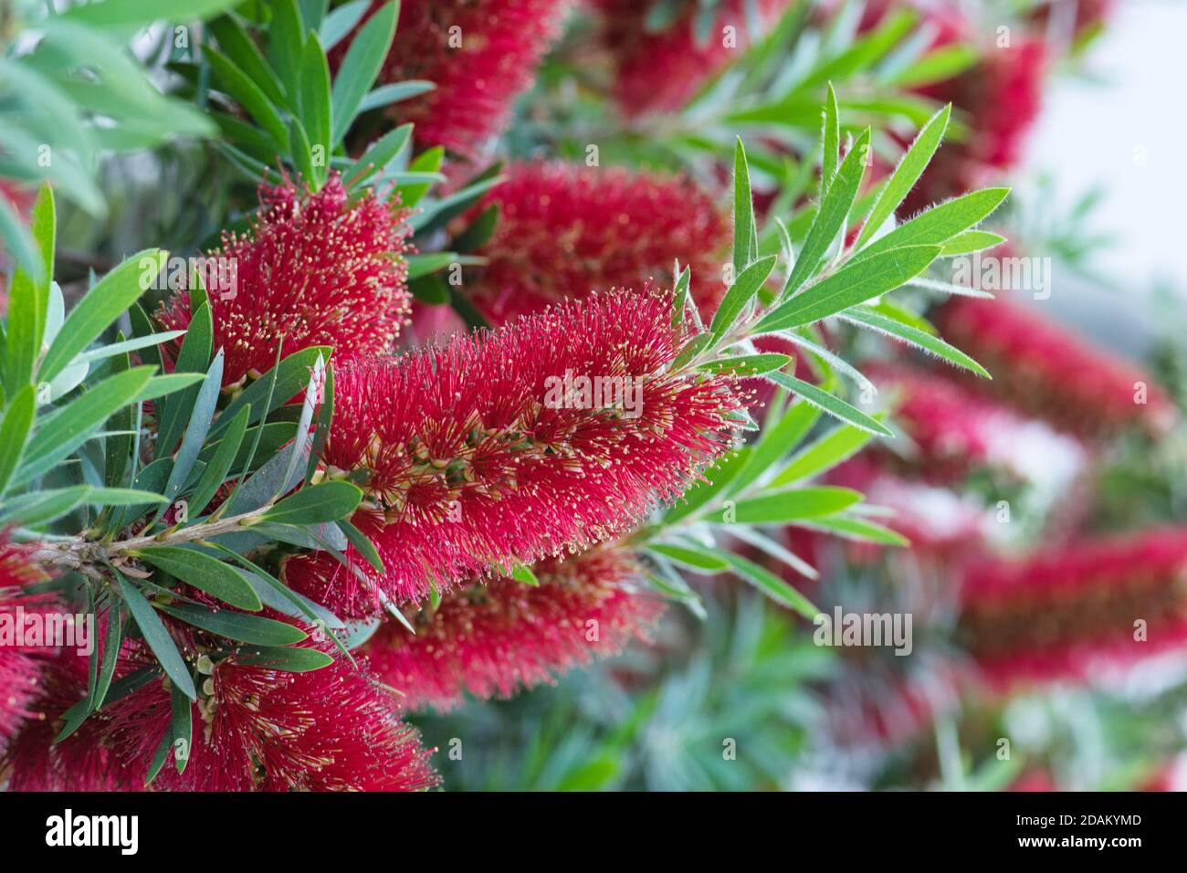 Bottle Blumen (Myrtaceae) mit selektivem Fokus auf die Blüten. Eine einheimische Art in Australien, aber sind in Ziergärten weltweit beliebt. Stockfoto