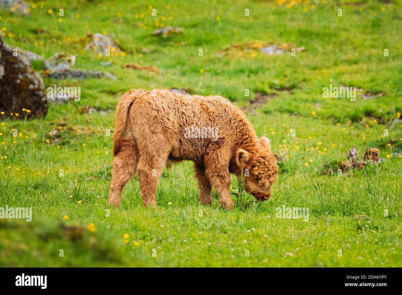 Highland Rinder Kühe grasen auf EINER Sommerweide. Lustige Schottische Rinderrasse Kalb Wandern In Meadow Im Sommer Tag Stockfoto