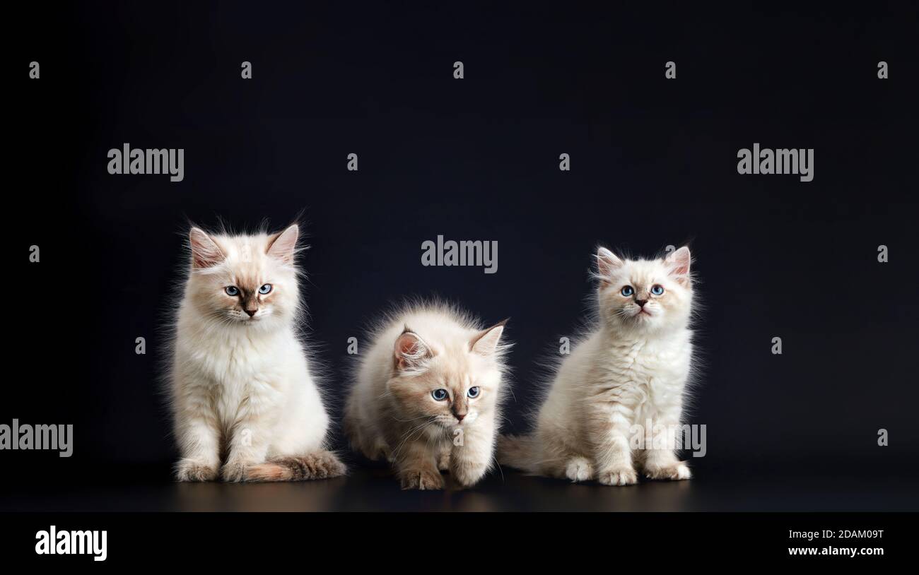 Solche verschiedenen Babys - drei Lustige Kätzchen mit leuchtend blauen Augen auf schwarzem Hintergrund. Kleine flauschige Kätzchen der Neva Maskerade Katze, Unterart Stockfoto