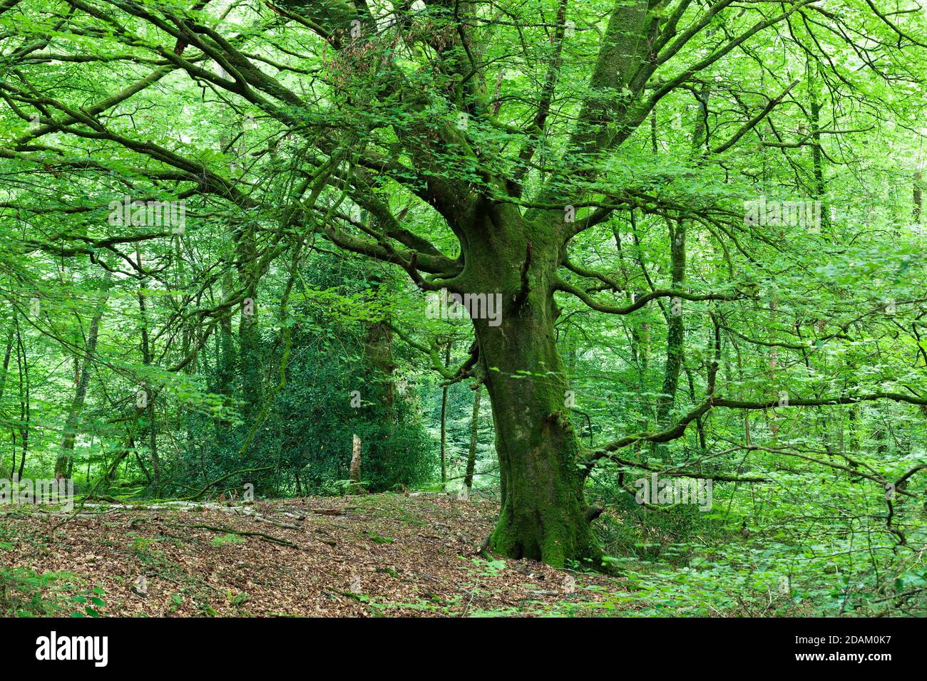 Erstaunliche alte Buche im grünen Wald zur Sommerzeit. Cotentin Peninsula Normandie. Kalenderfoto Stockfoto
