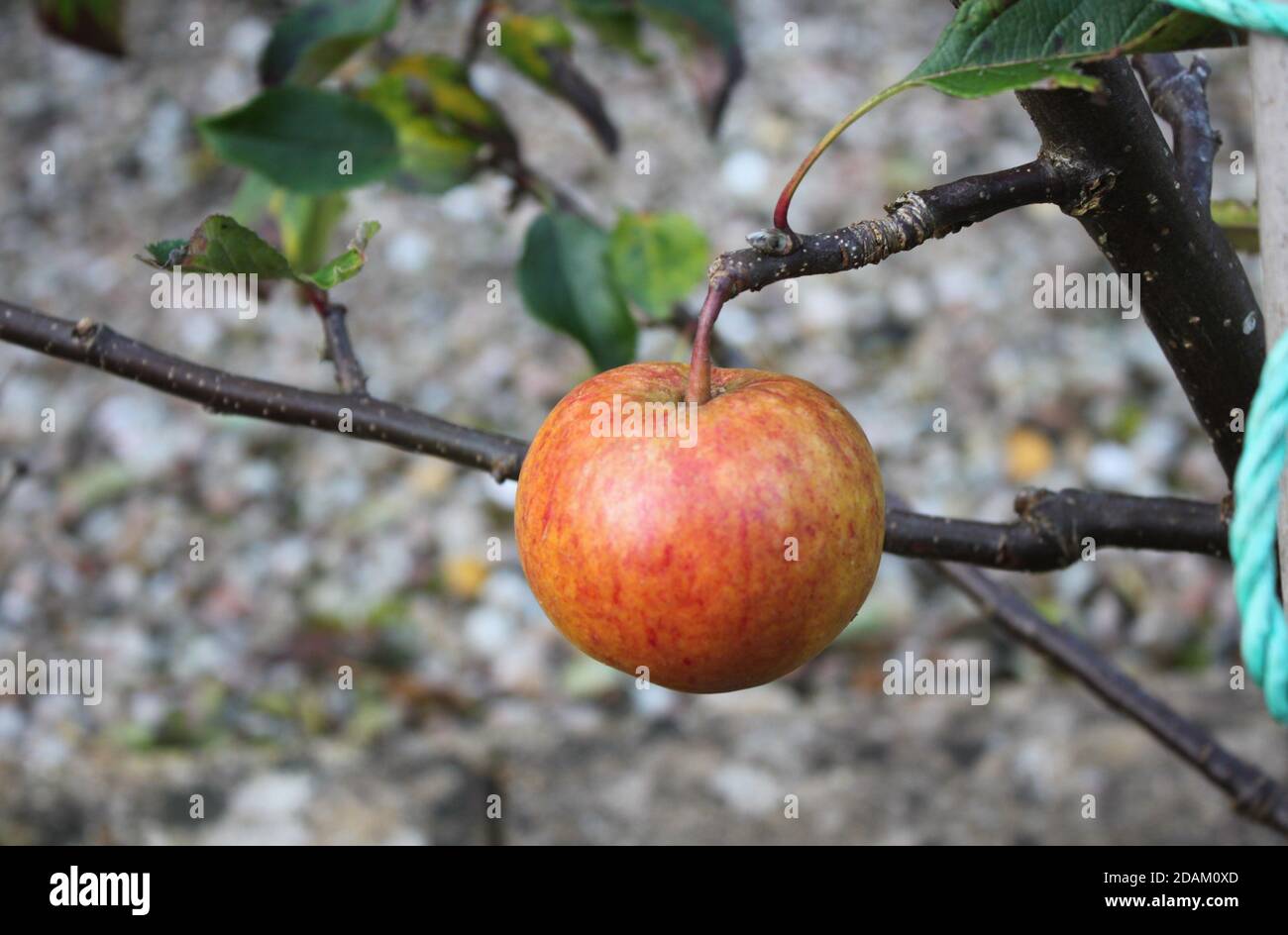 Baum für kleine gärten Fotos und Bildmaterial in hoher Auflösung Alamy