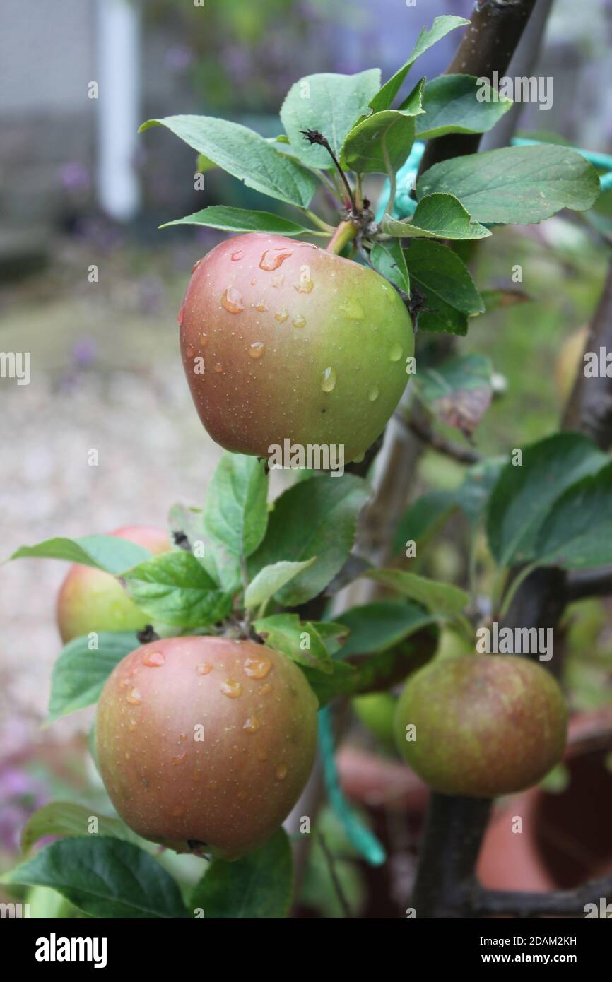 Baum für kleine gärten Fotos und Bildmaterial in hoher Auflösung Alamy
