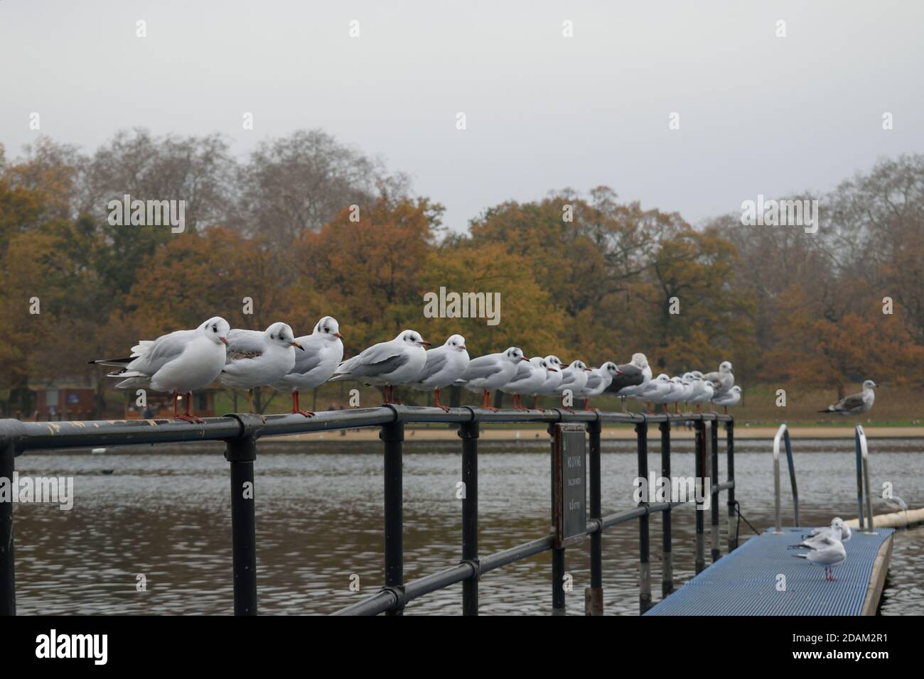 Schwarzkopfmöwen im Wintergefieder standen auf Metallgeländer im Hyde Park, London Stockfoto