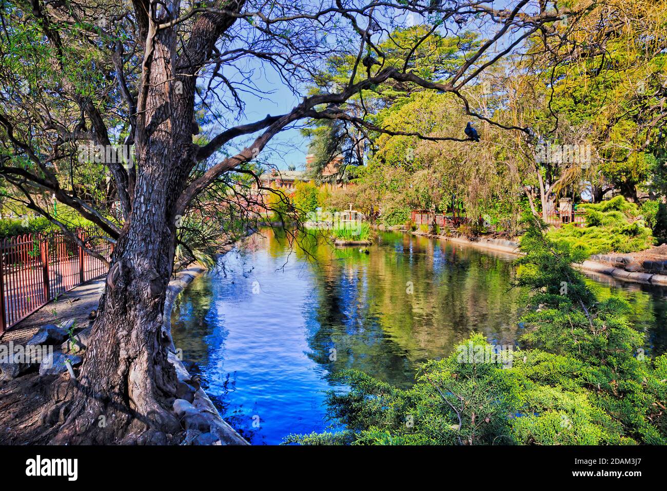 Baum, Sträucher und üppige grüne Vegetation in Machattie Park von Bathurst Stadt Autralia rund um Wasser Teich mit Vögeln. Stockfoto