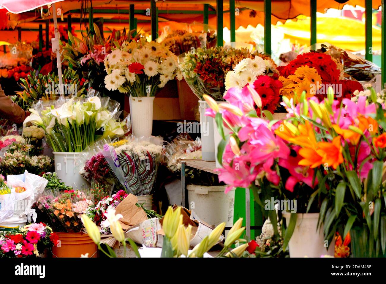 Blumen zum Verkauf auf dem Grünen Markt, Split, Kroatien Stockfoto