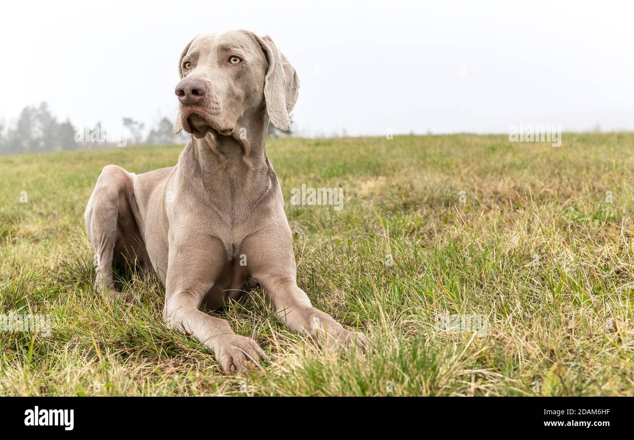 Porträt eines Weimaraner Hundes mit Herbst. Jagdhund im Nebel. Treuer Freund. Weimaraner. Stockfoto