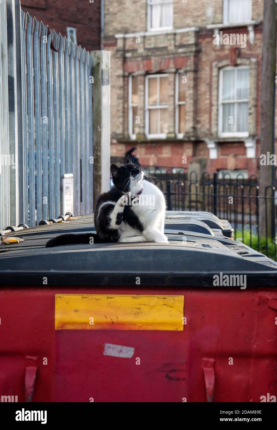 'Fanny the Gipsy Hill CAT' - eine niedliche schwarze und Weiße weibliche Katze von Gipsy Hill Station in London adoptiert Stockfoto