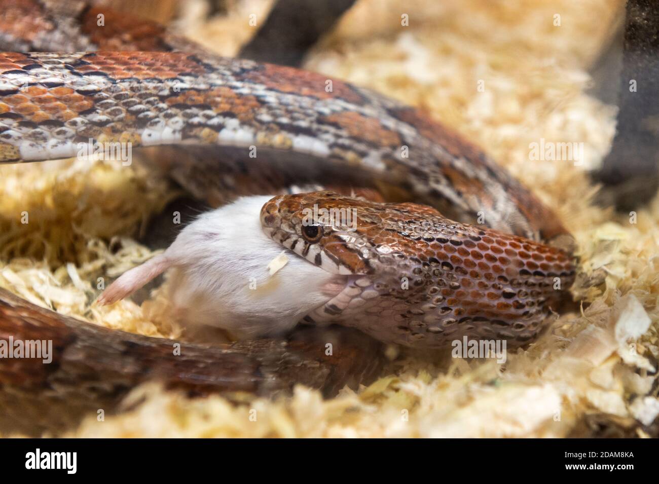 Hausschnecke - Pantherophis guttatus - isst eine Mahlzeit einer toten Maus in einem Tank in einem Tiergeschäft. Stockfoto