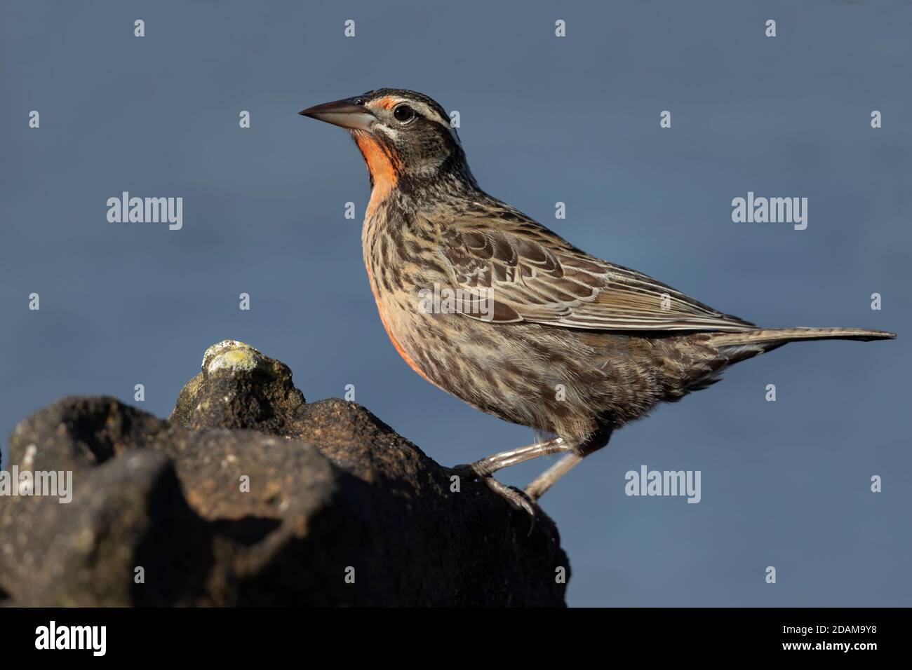 Langschwanzlerche juvenile, Carcass Island, Falkland, Januar 2018 Stockfoto