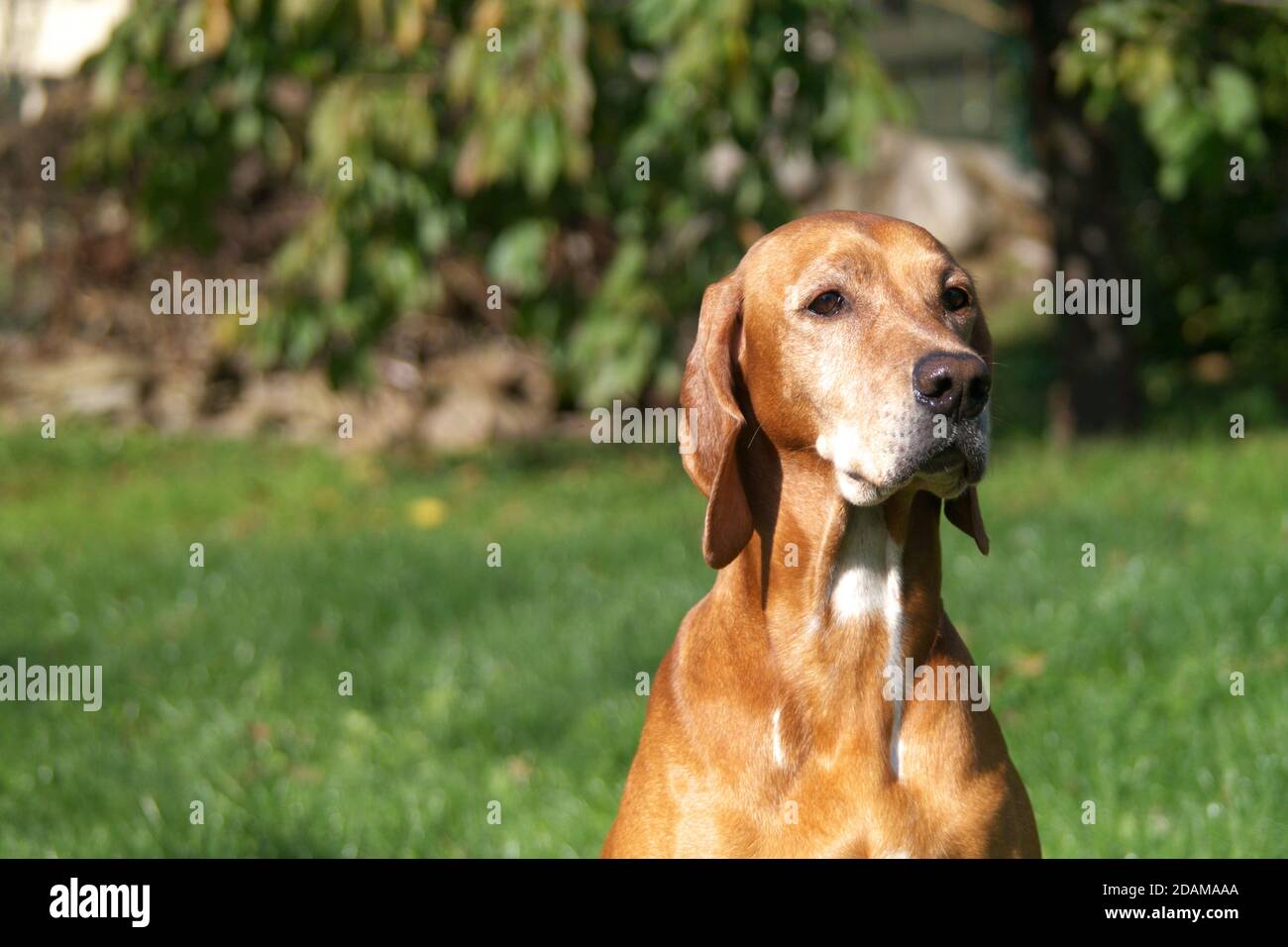 Hund Porträt von schönen braunen Zeiger Dame, Jagdhund. Frau, die im Garten sitzt. Entenjagd Rasse. Ungarische Magyar vizsla. Stockfoto