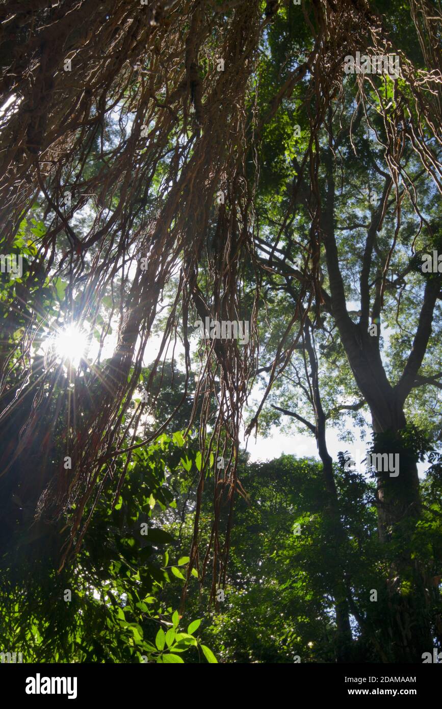 Dschungelähnliches Laub im Sacred Monkey Forest Sanctuary. Ubud Monkey Forest, Bali, Indonesien Stockfoto