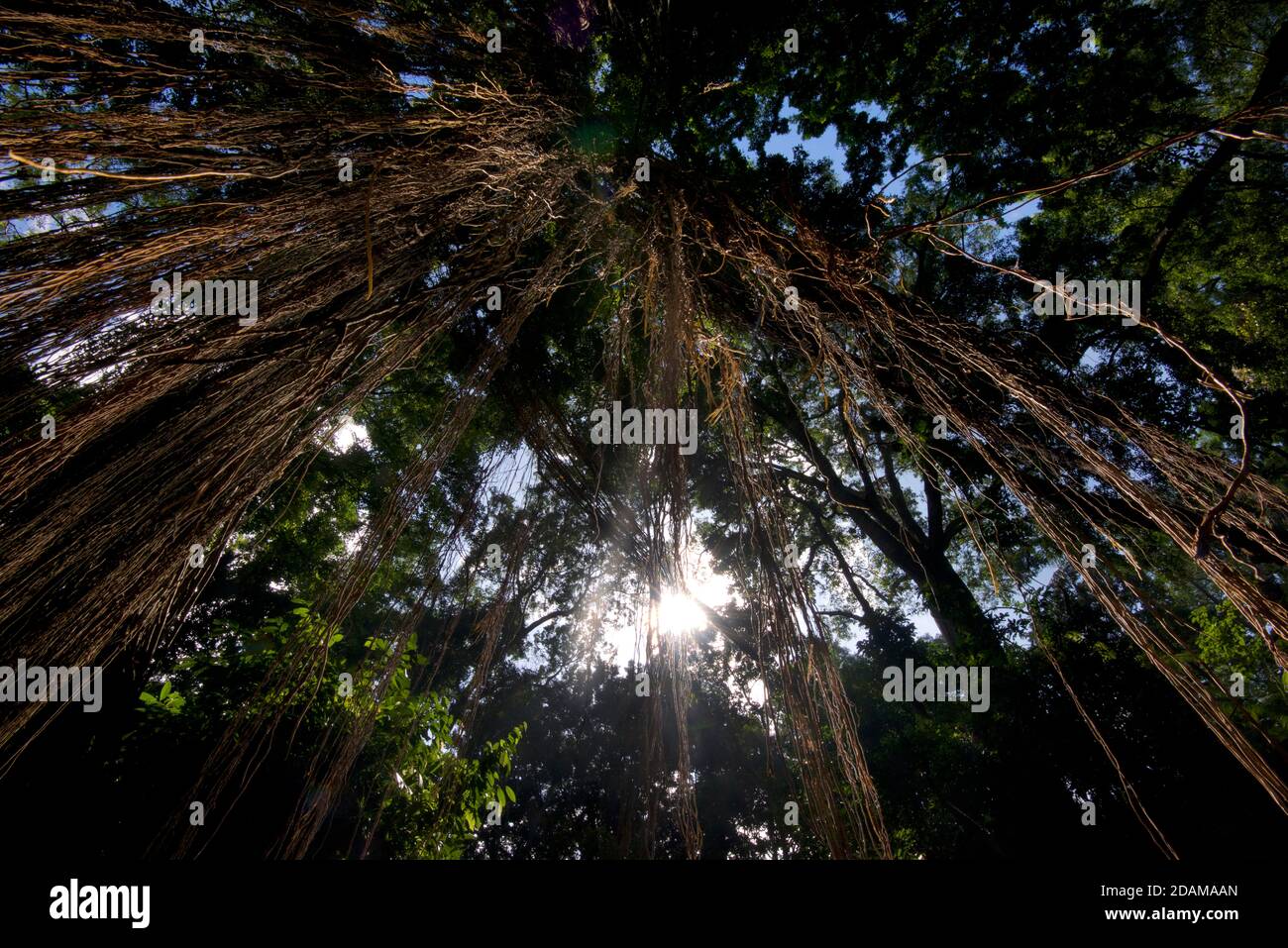 Dschungelähnliches Laub im Sacred Monkey Forest Sanctuary. Ubud Monkey Forest, Bali, Indonesien Stockfoto