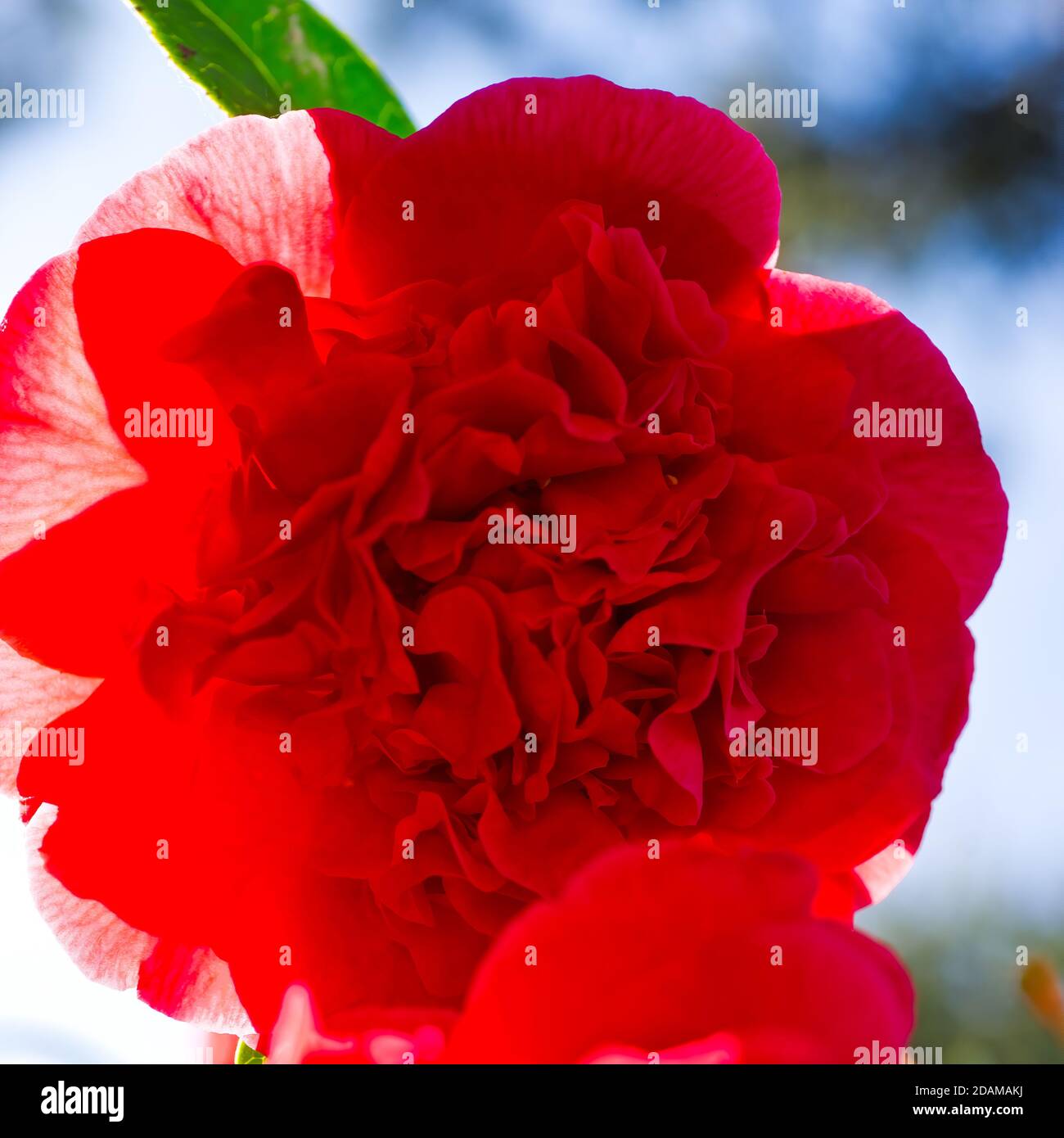 Zwei rote Doppelkamellien blühen im april. Stockfoto